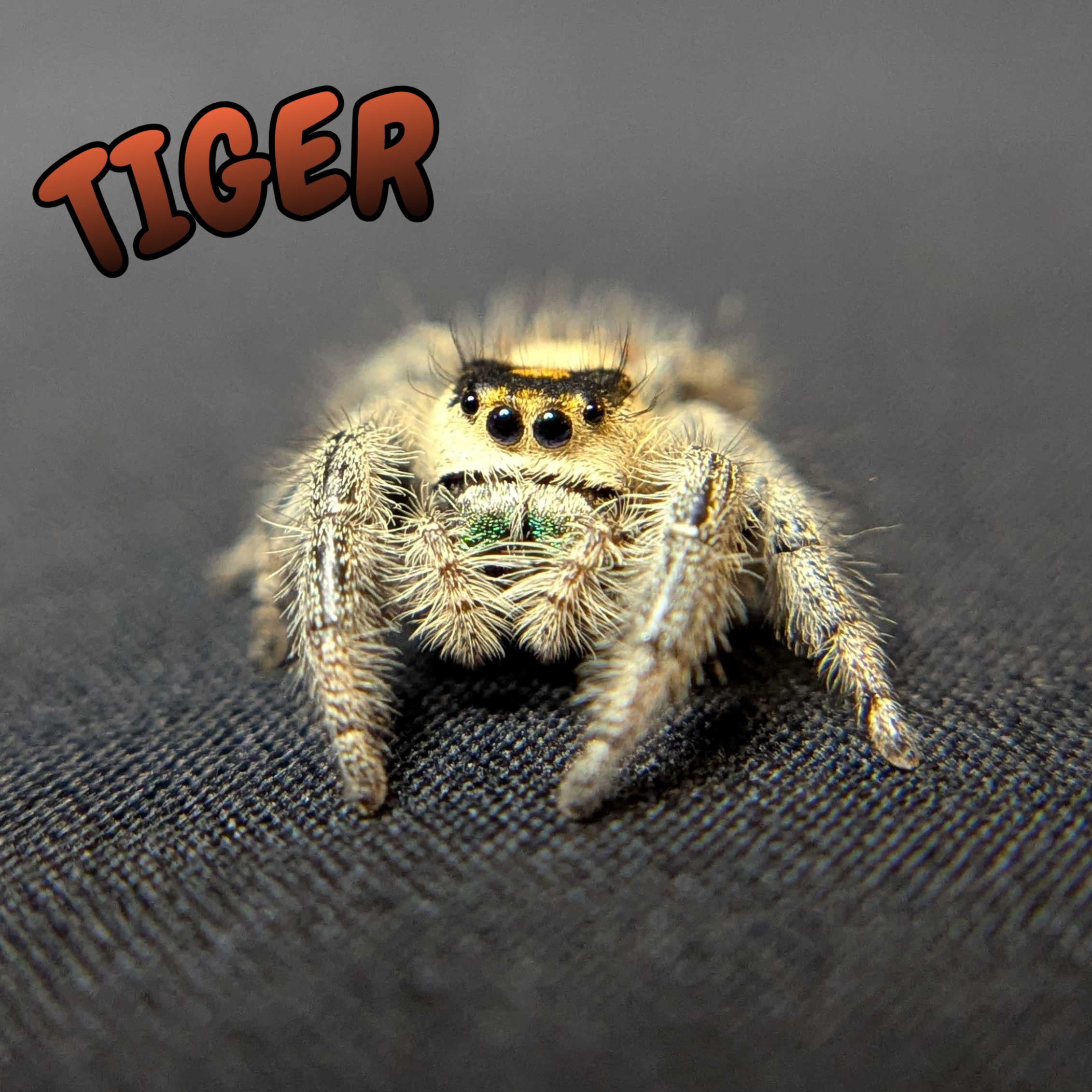 Regal Jumping Spider "Tiger"