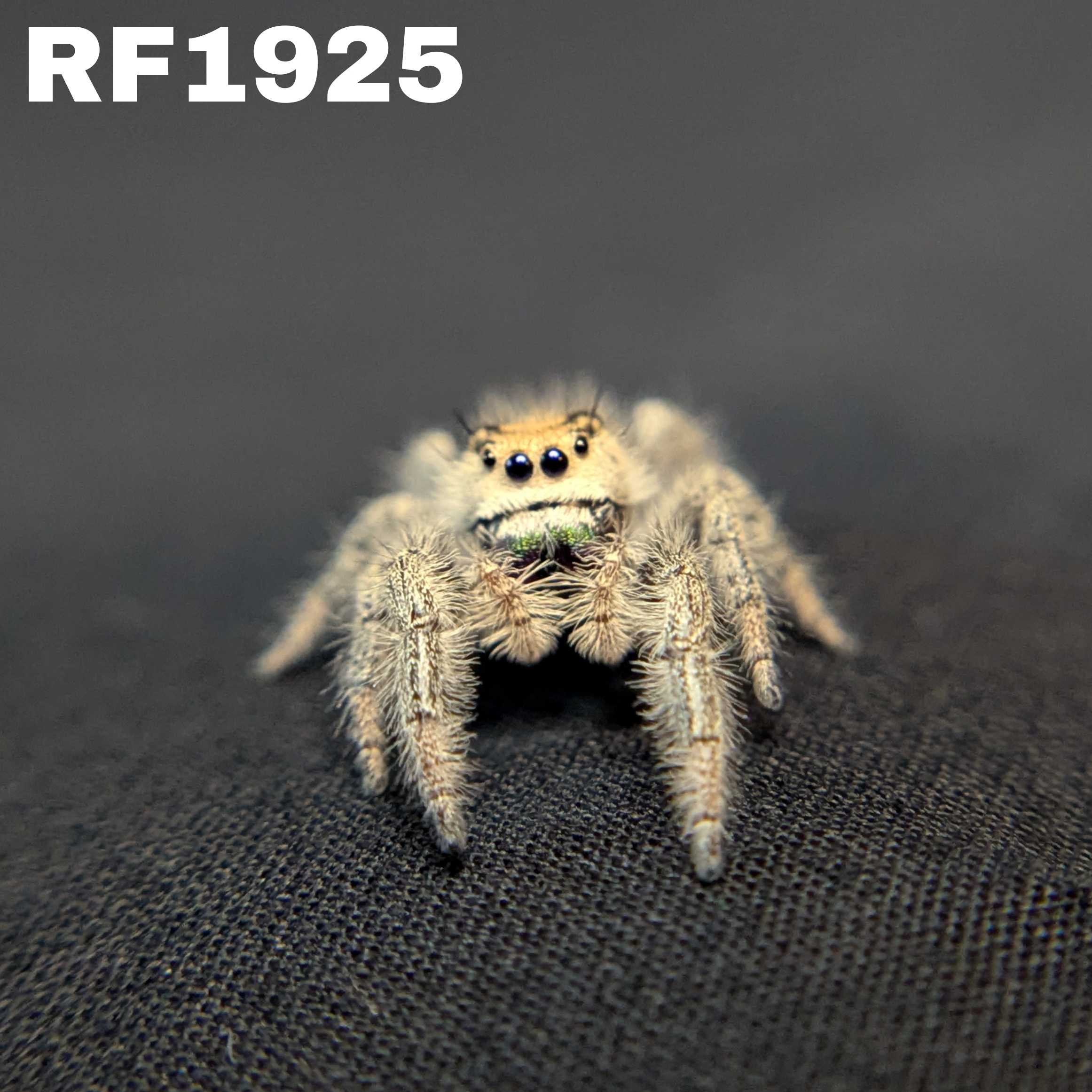 Regal Jumping Spider "Avocado"