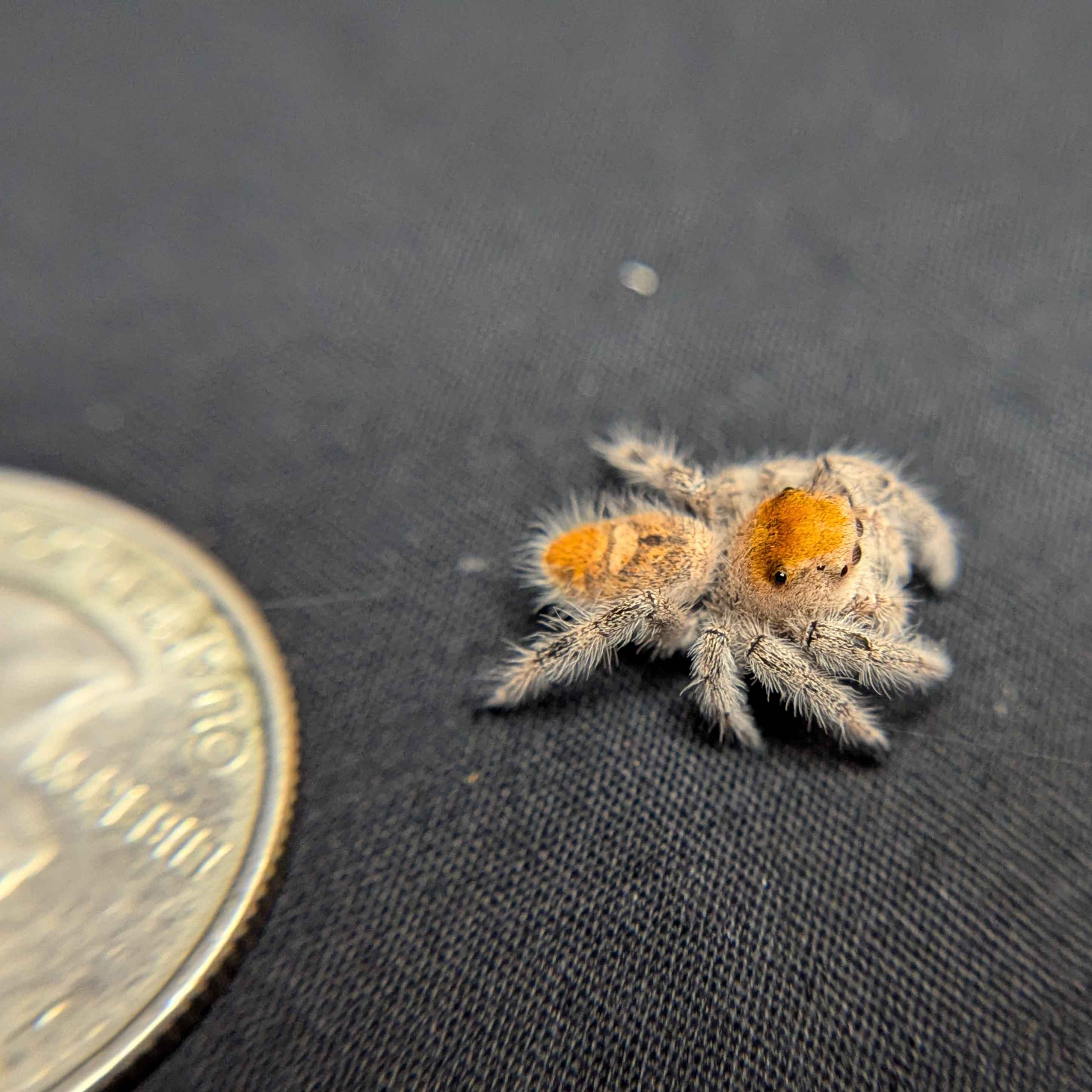 Regal Jumping Spider "Fruit Salad"