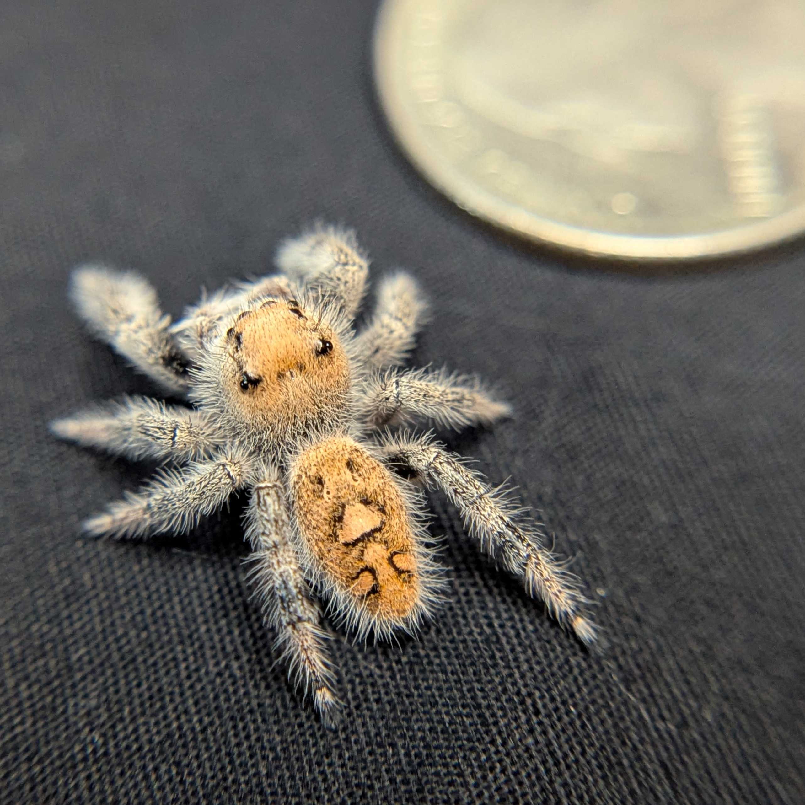 Regal Jumping Spider "Yogurt"