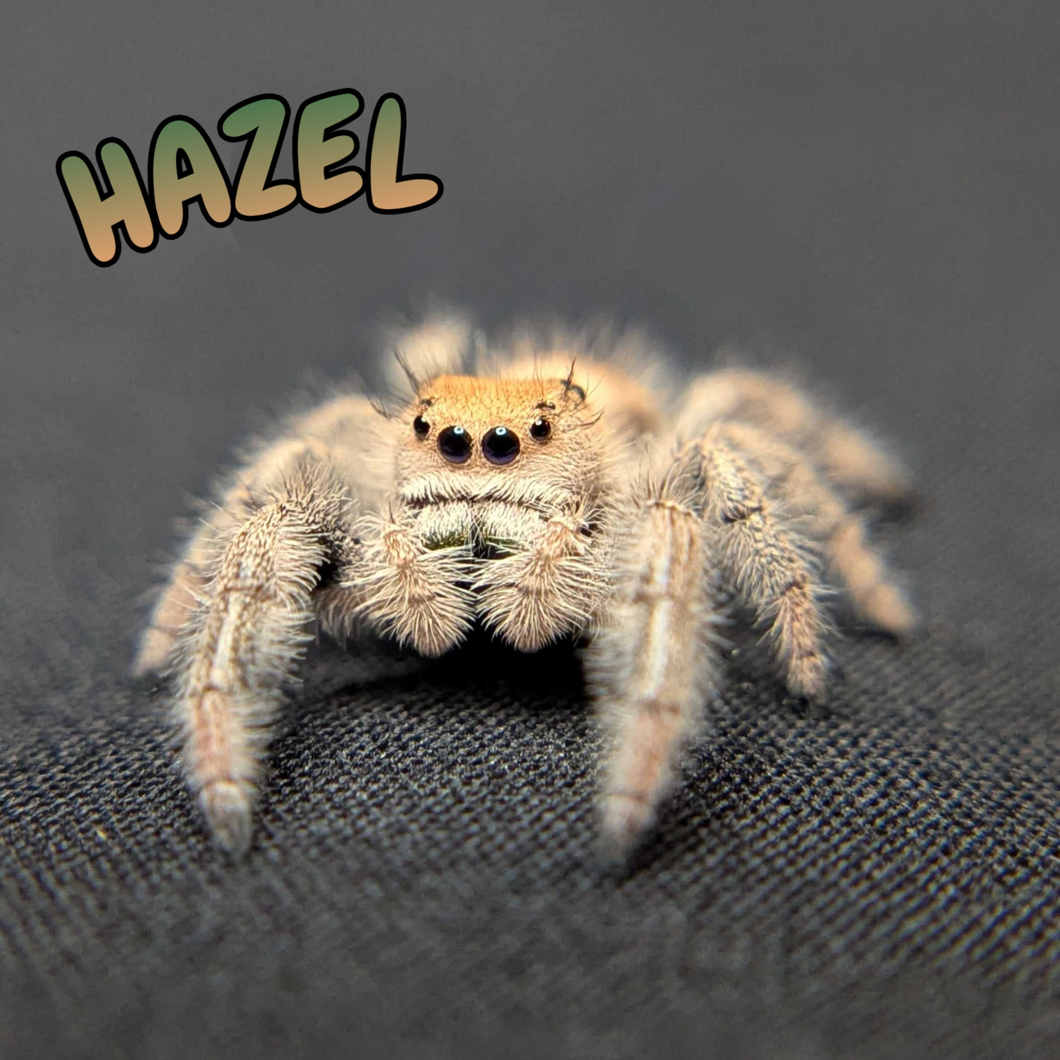 Regal Jumping Spider "Hazel"