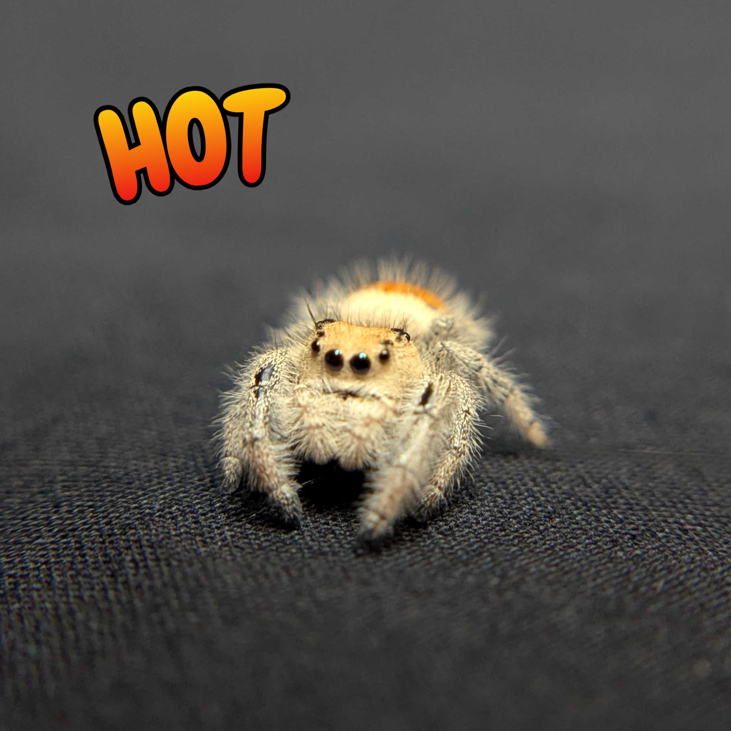 Regal Jumping Spider "Hot”