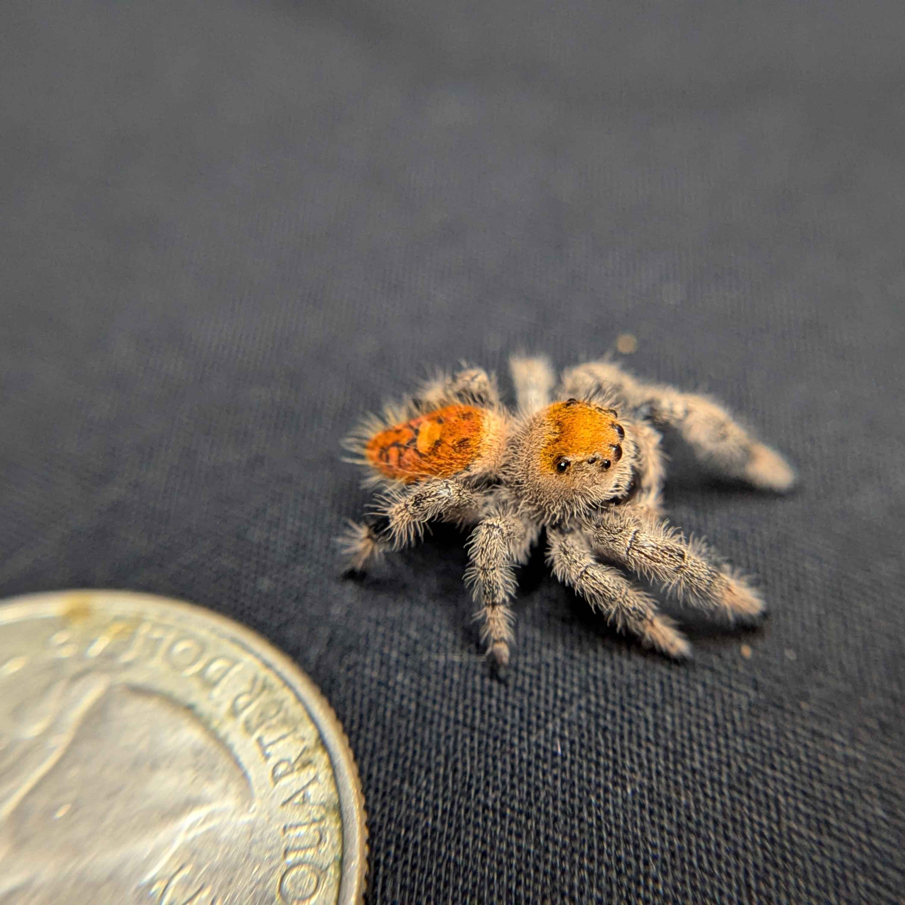 Regal Jumping Spider "Tropical"