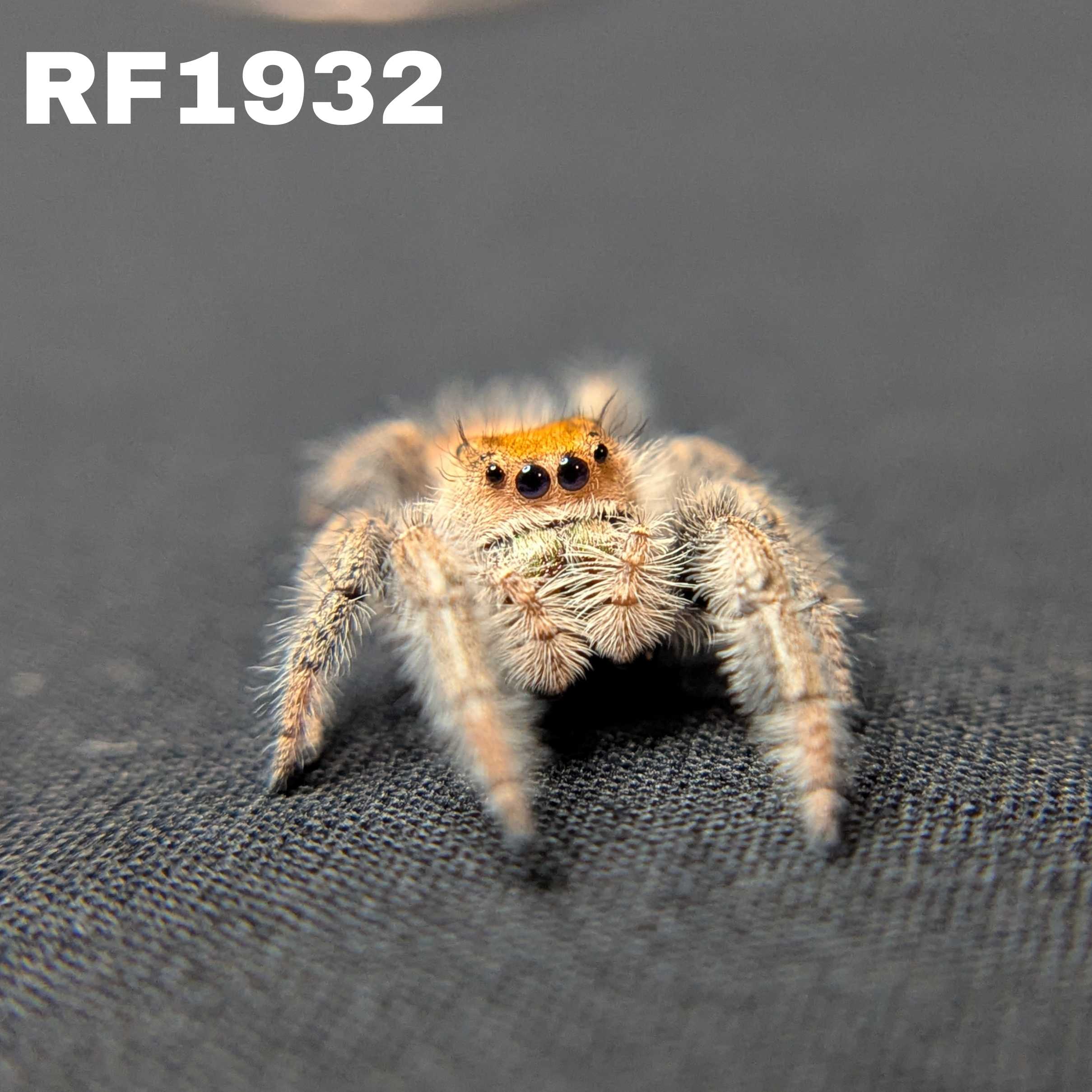 Regal Jumping Spider "Watermelon"