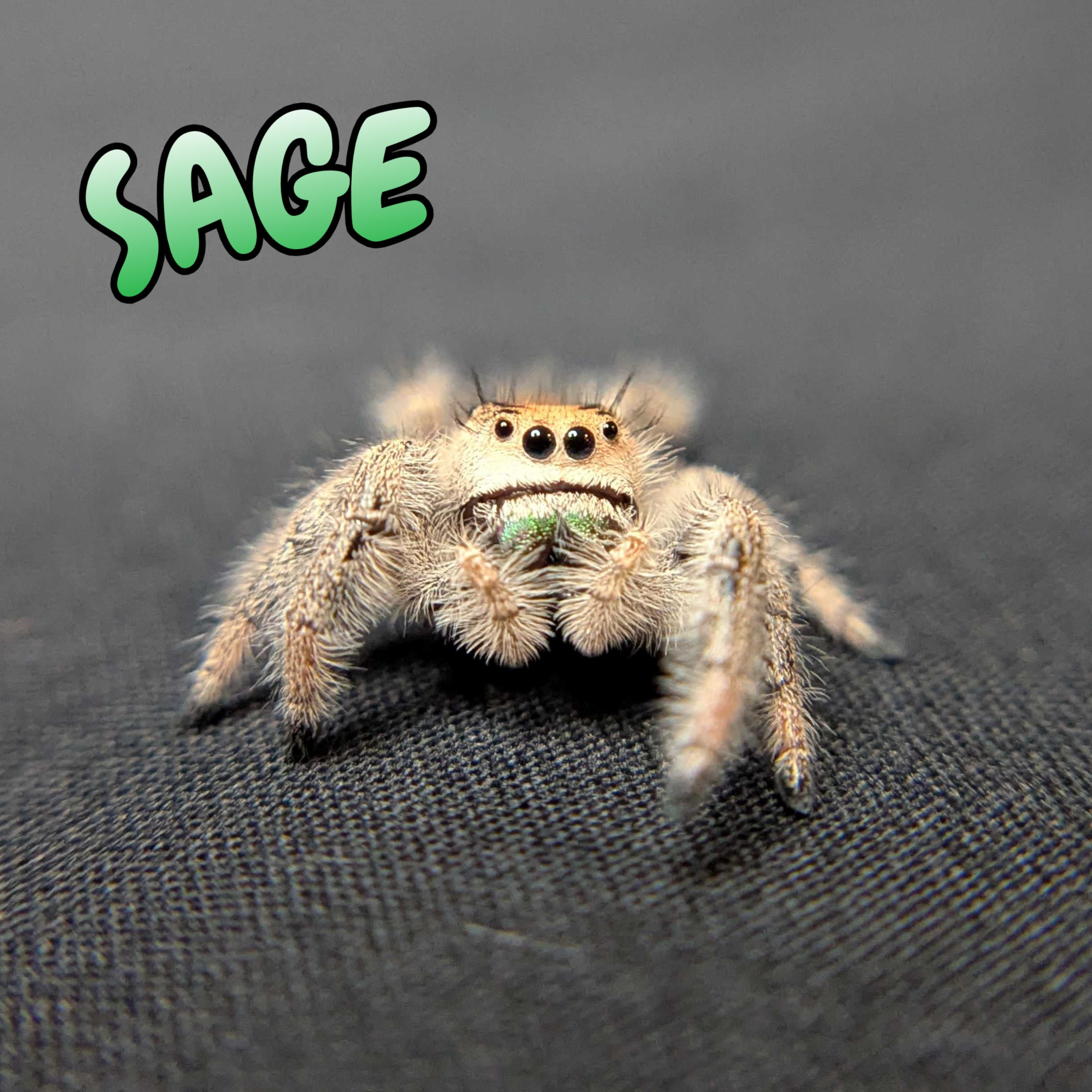 Regal Jumping Spider "Sage"
