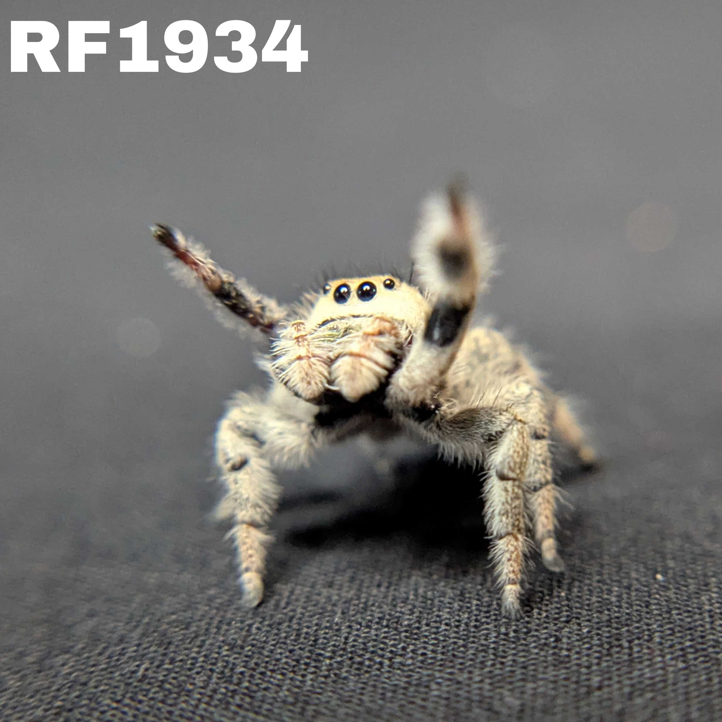 Regal Jumping Spider "Pineapple"