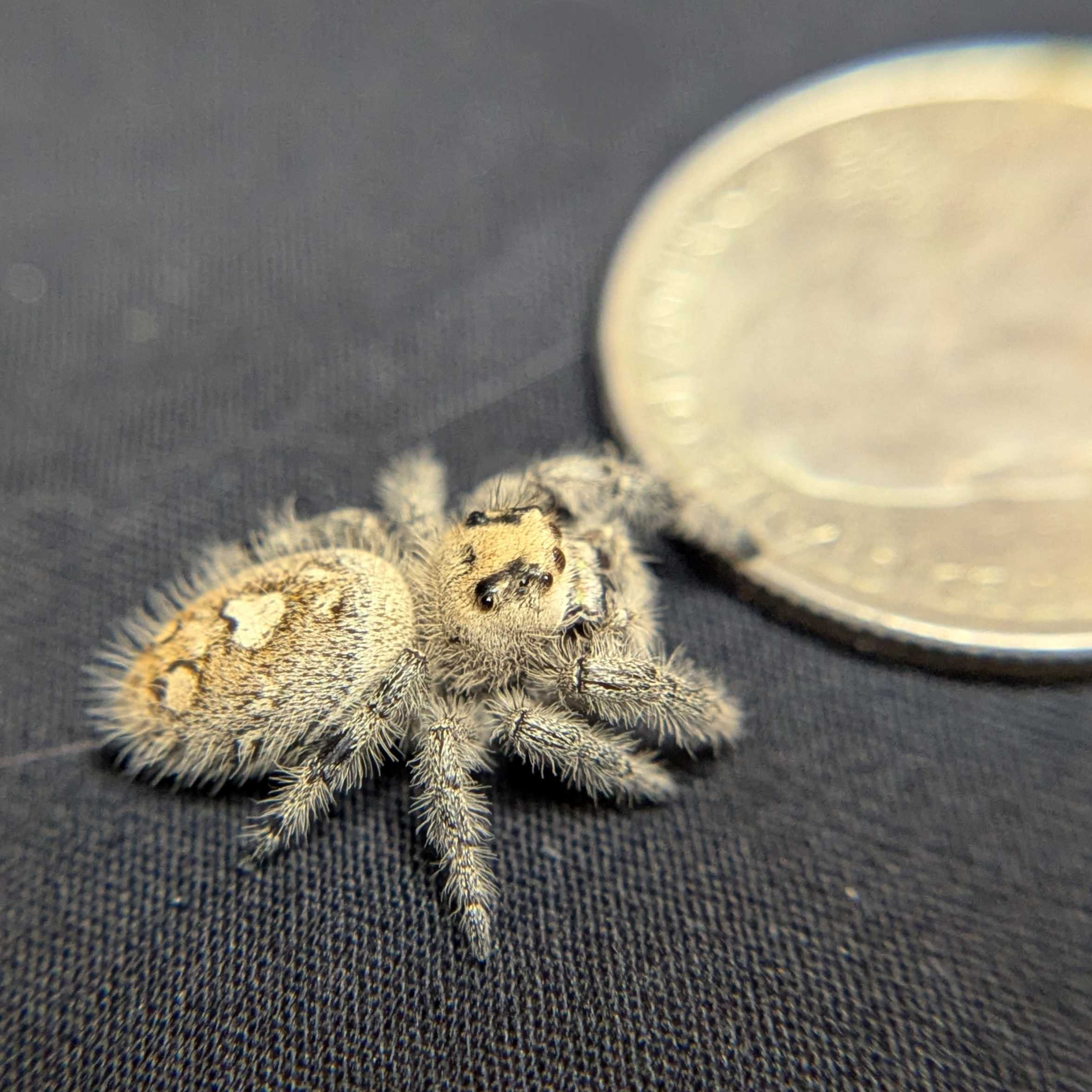 Regal Jumping Spider "Cutiepie"
