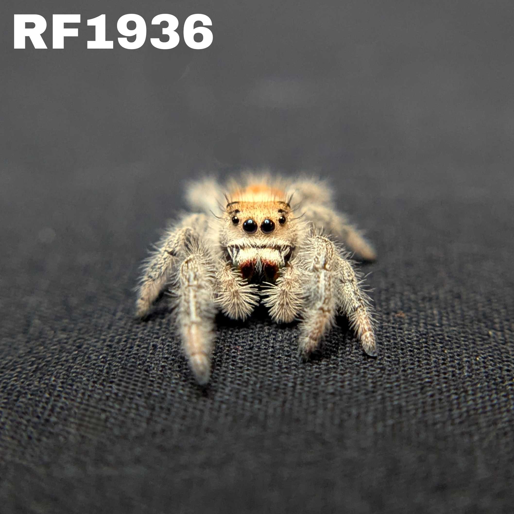 Regal Jumping Spider "Gothic"