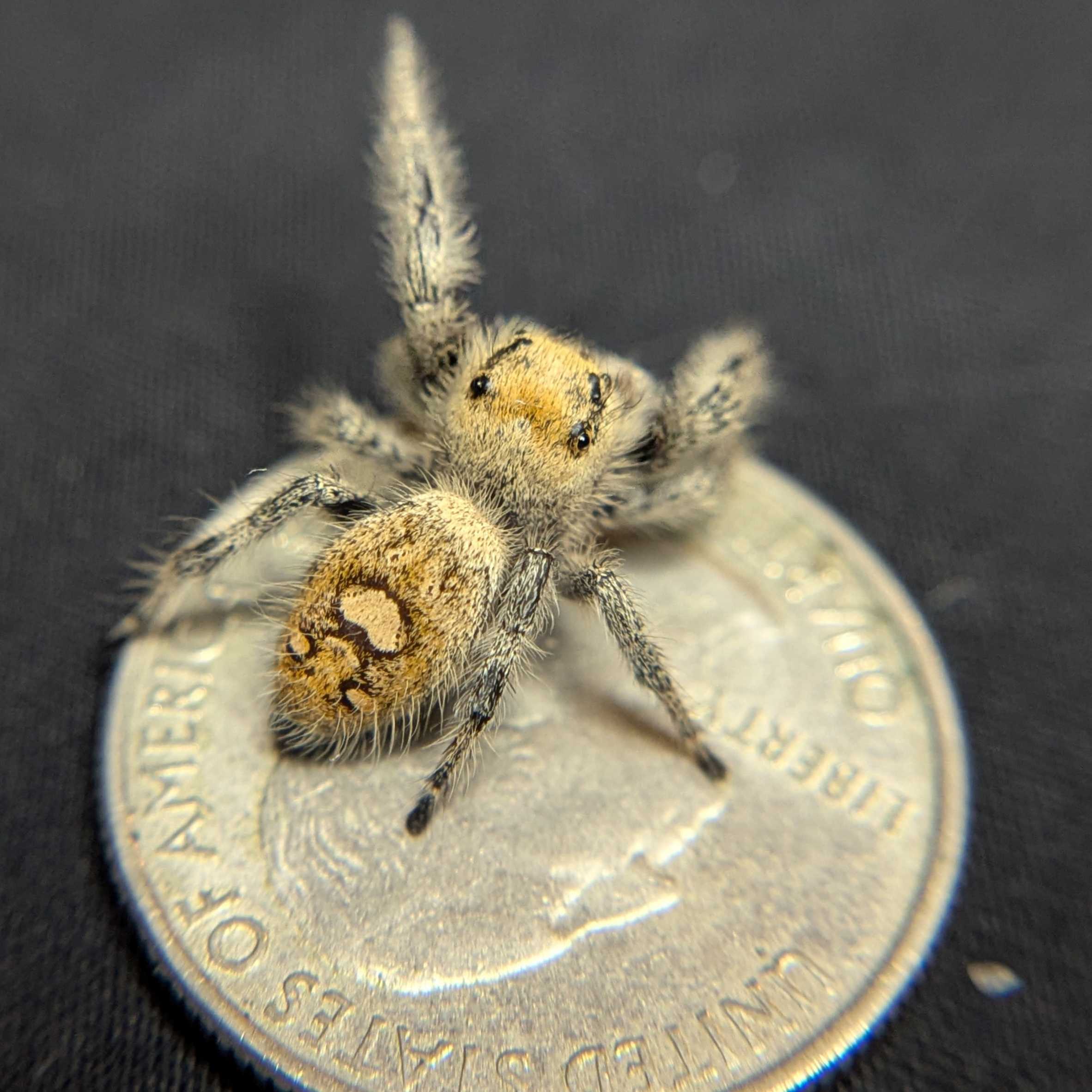 Regal Jumping Spider "Calypso"