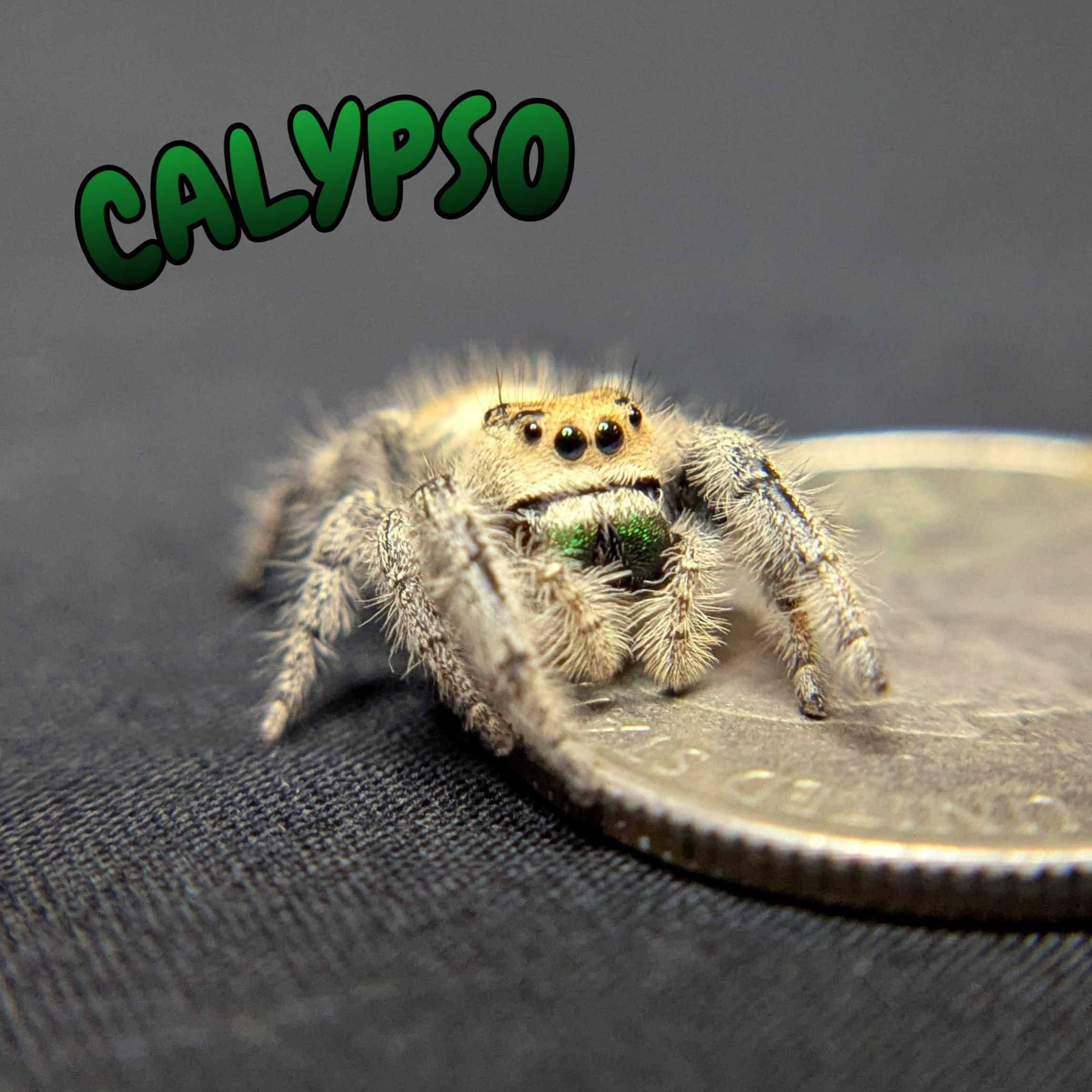 Regal Jumping Spider "Calypso"