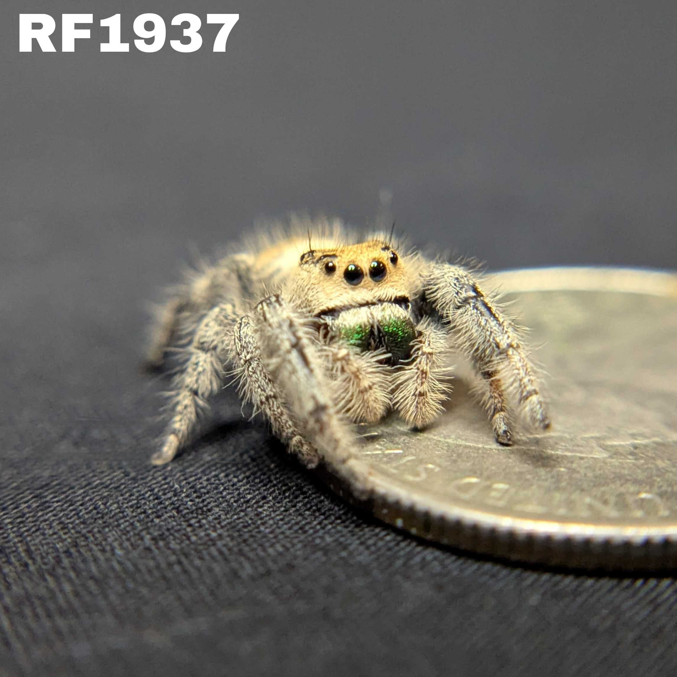 Regal Jumping Spider "Calypso"