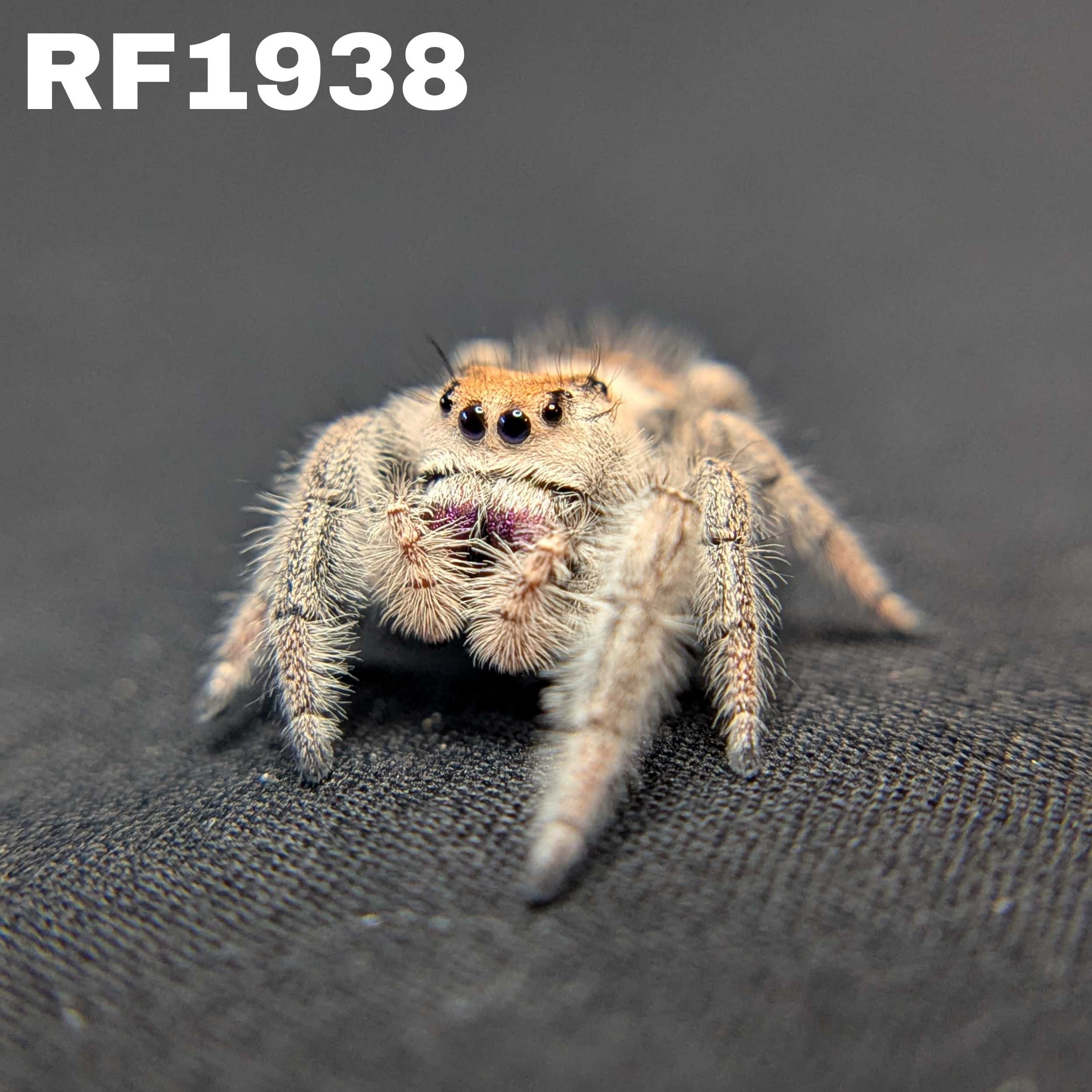 Regal Jumping Spider "Jam"