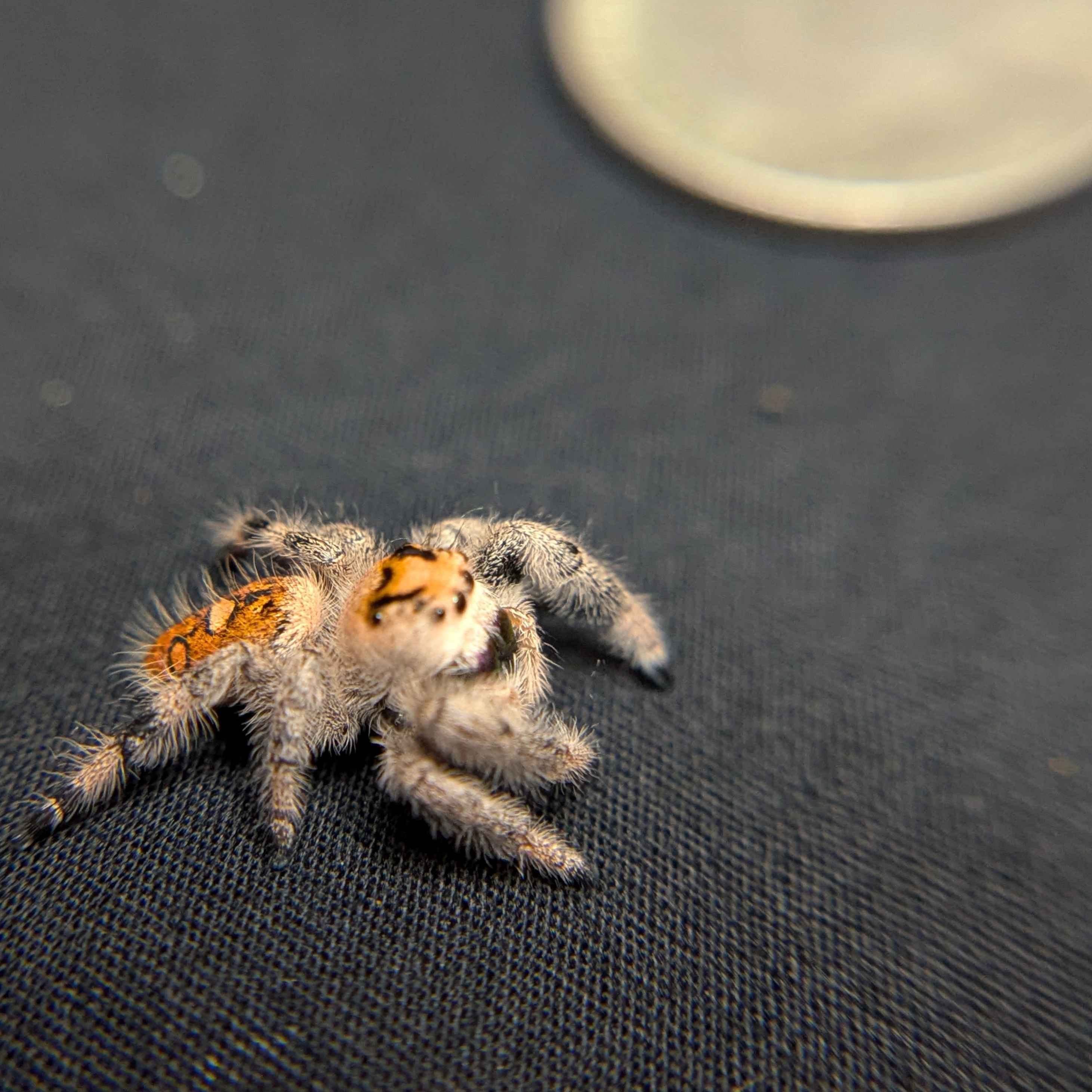 Regal Jumping Spider "Violet Blaze"