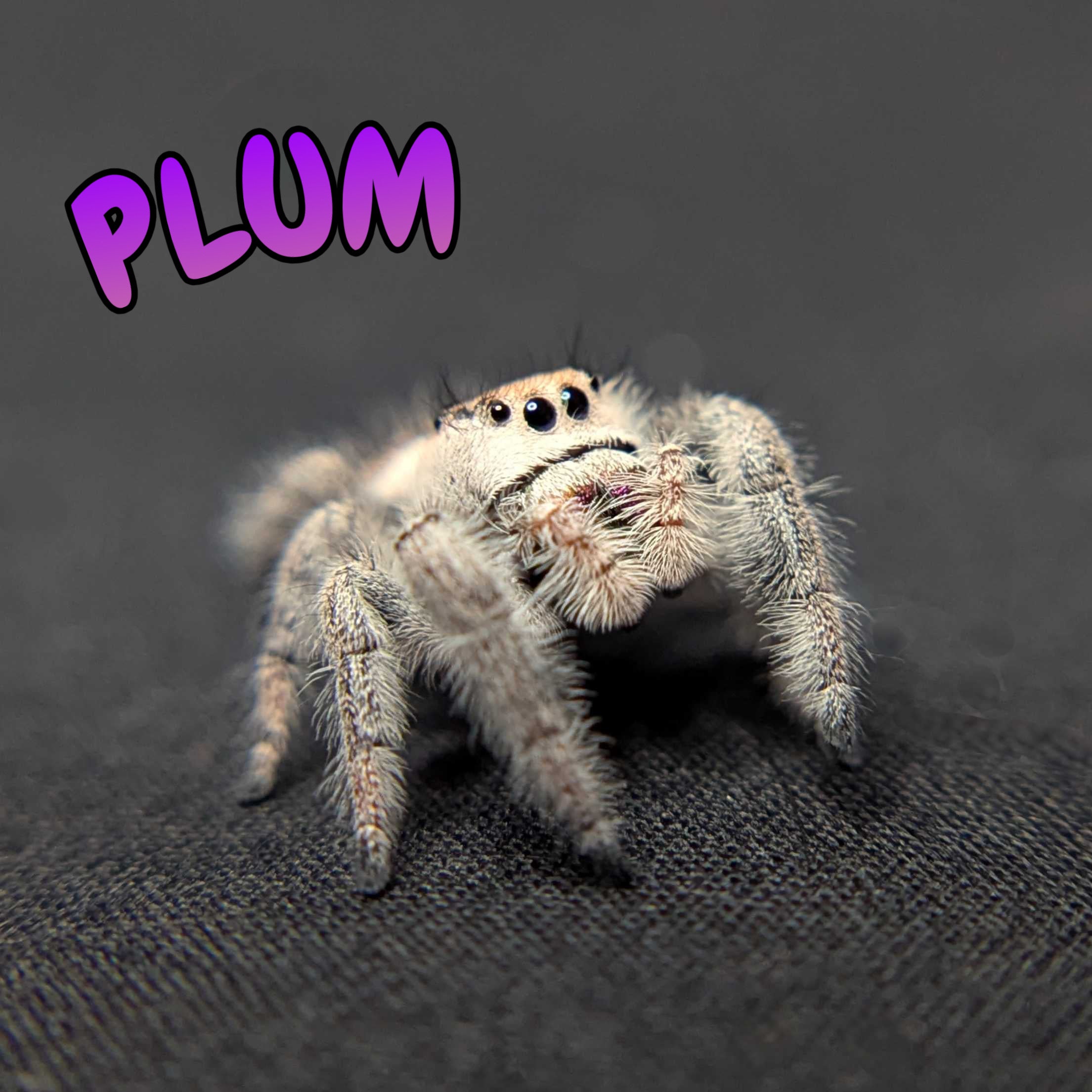 Regal Jumping Spider "Plum"