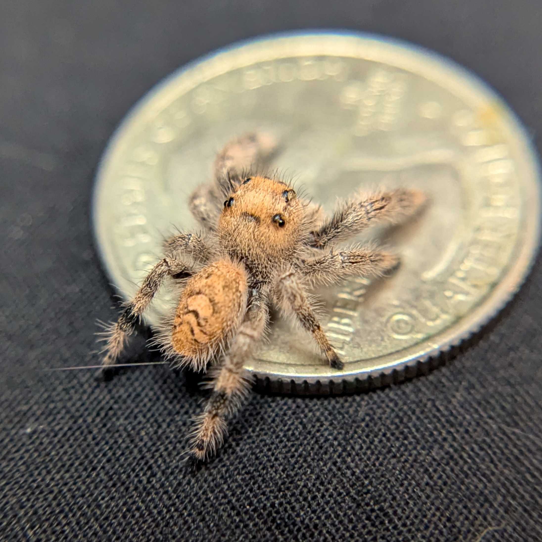 Regal Jumping Spider "Peanut"
