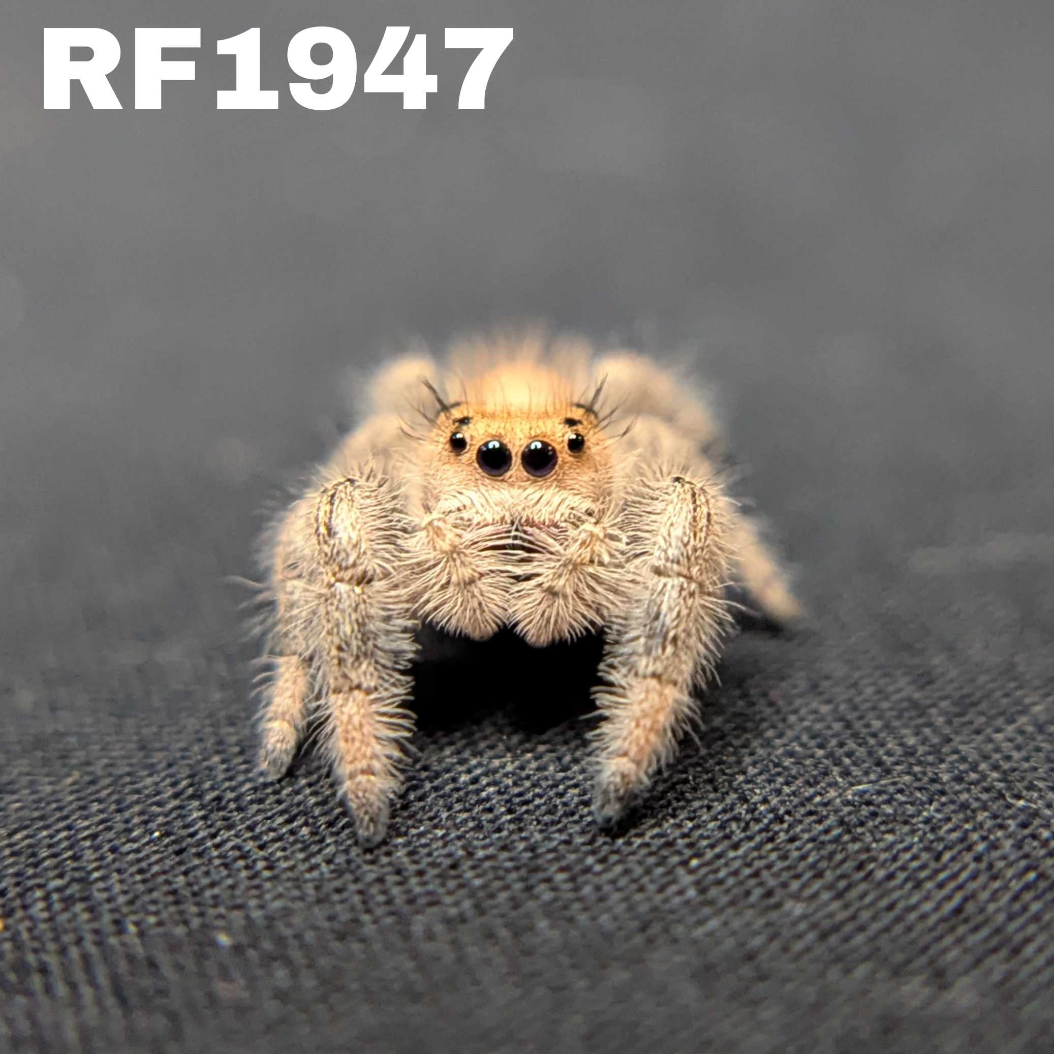 Regal Jumping Spider "Peanut"