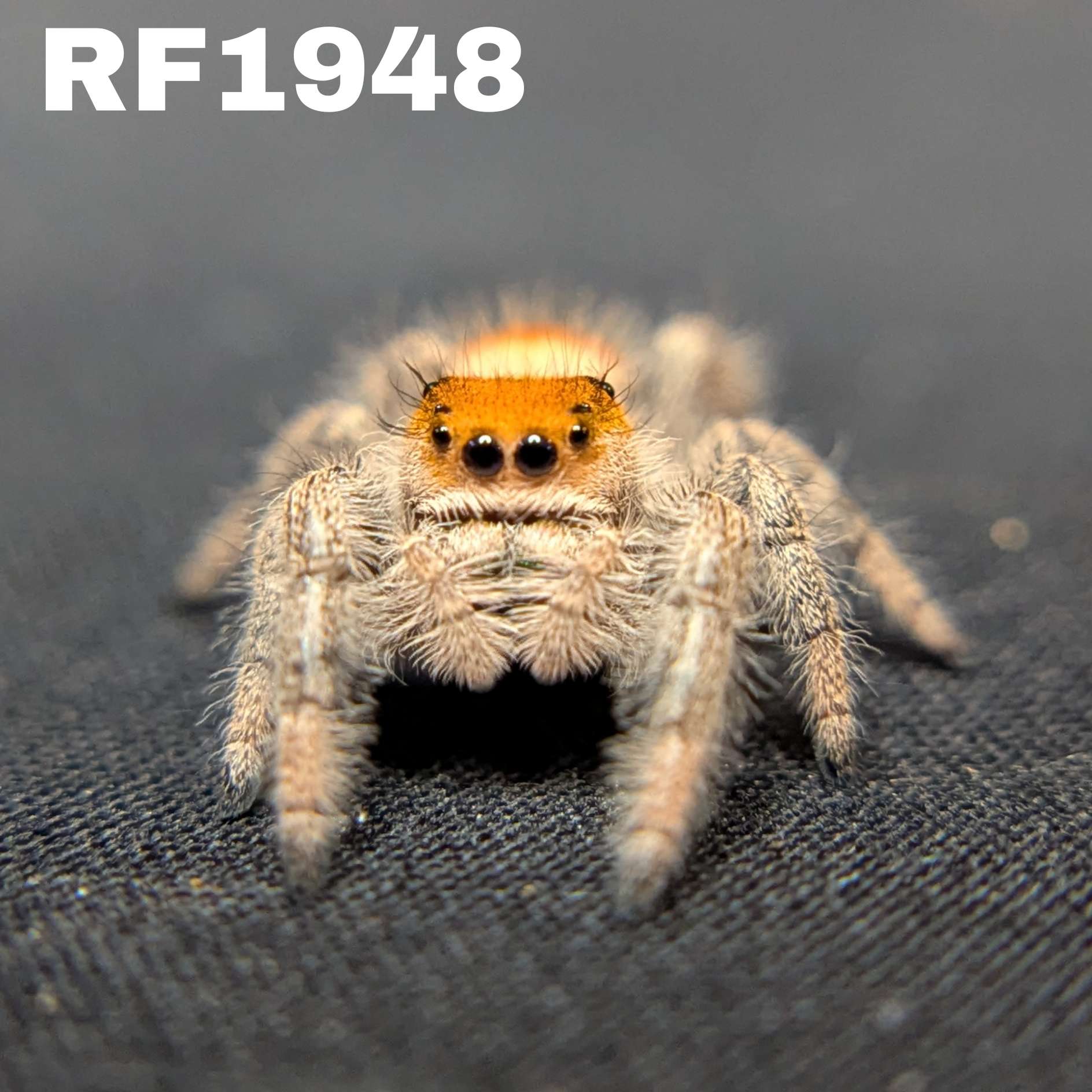 Regal Jumping Spider "Papaya"