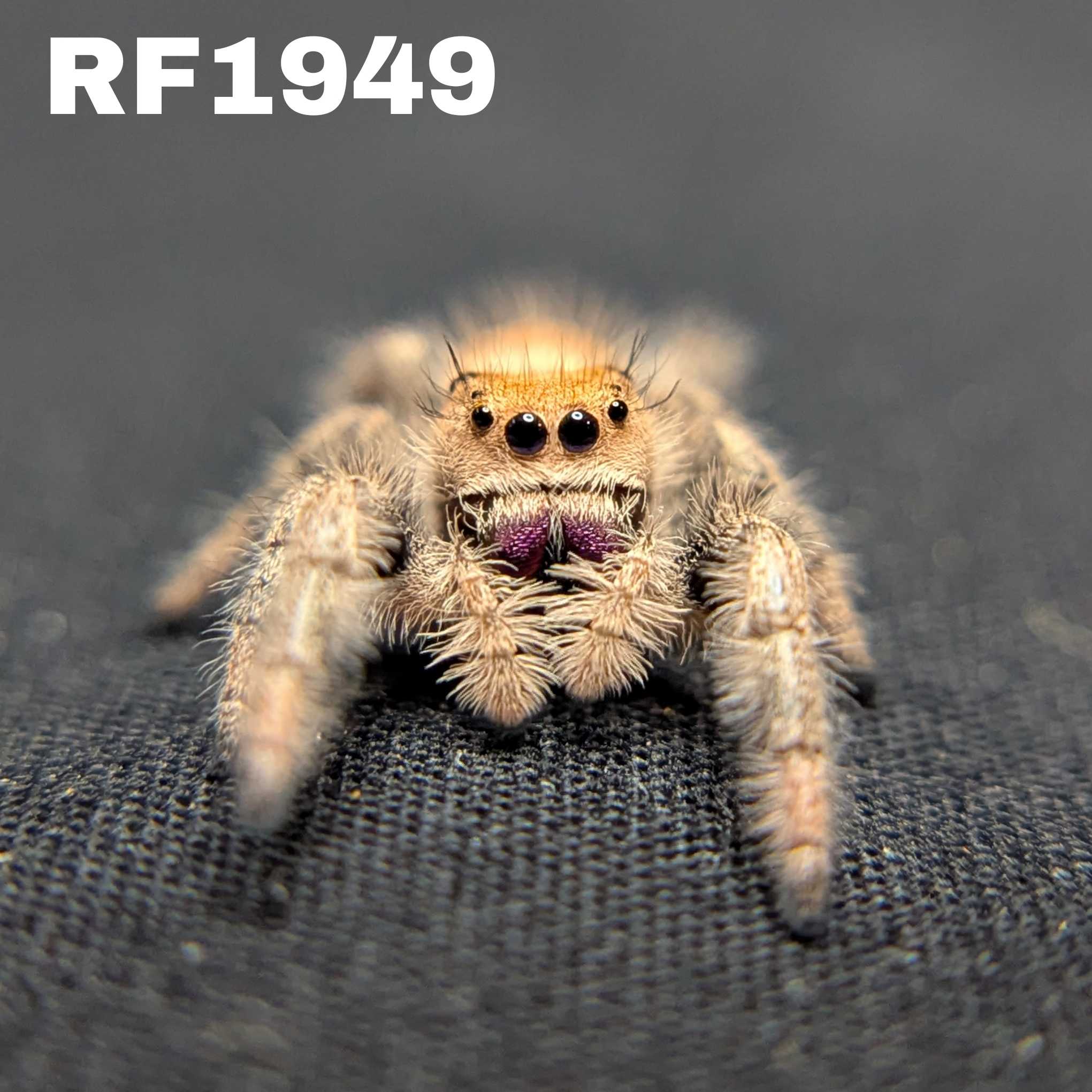 Regal Jumping Spider “Peridot”