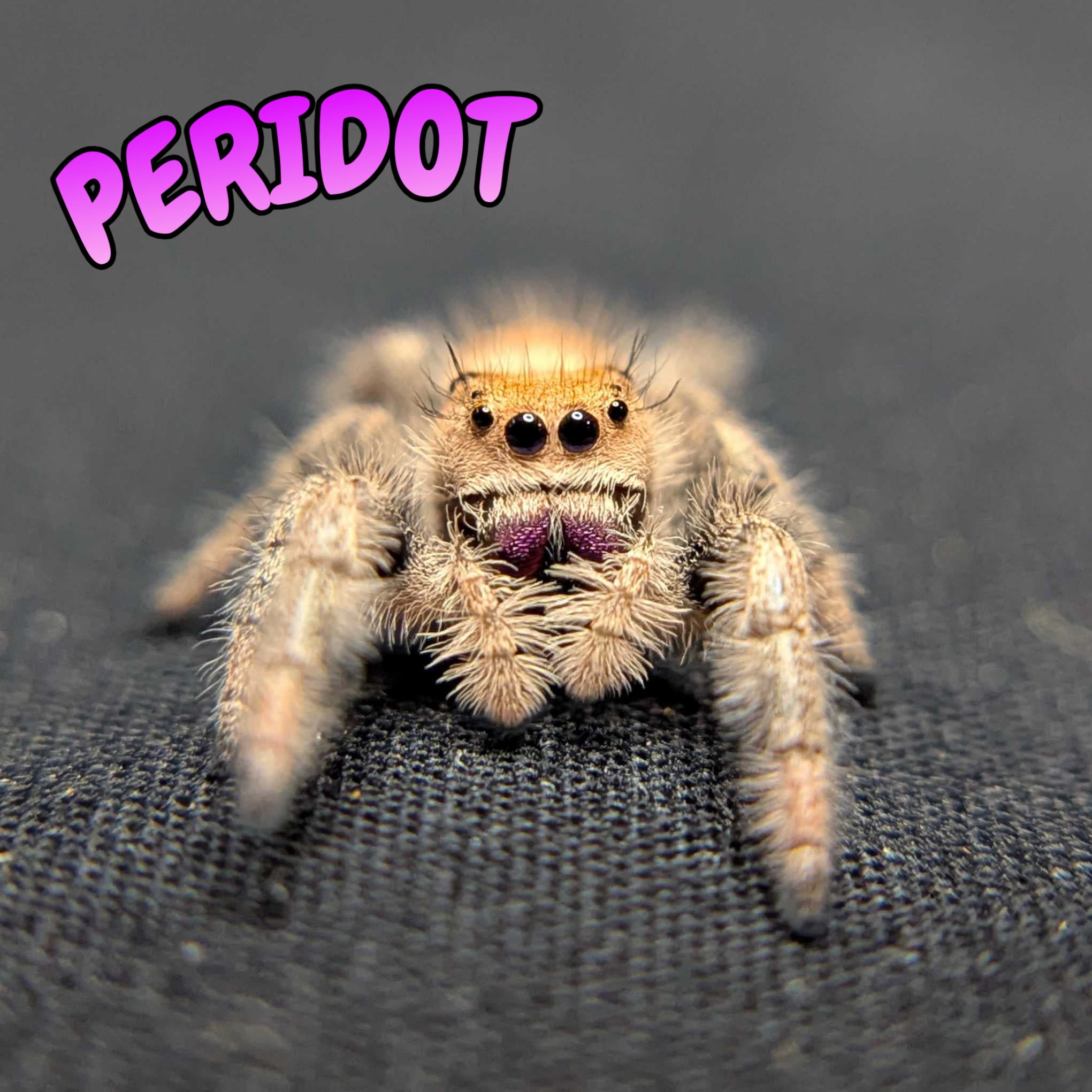 Regal Jumping Spider “Peridot”