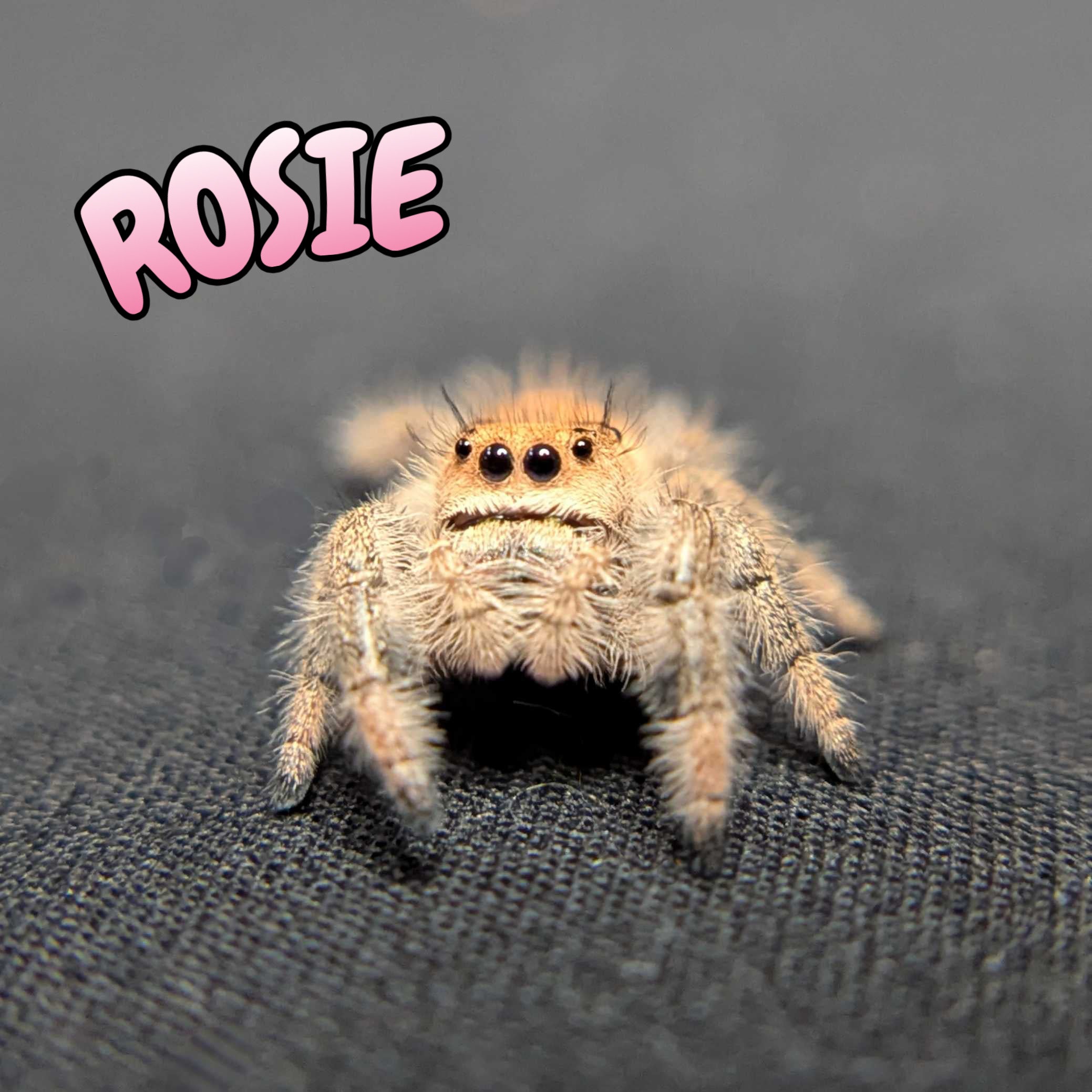 Regal Jumping Spider "Rosie"