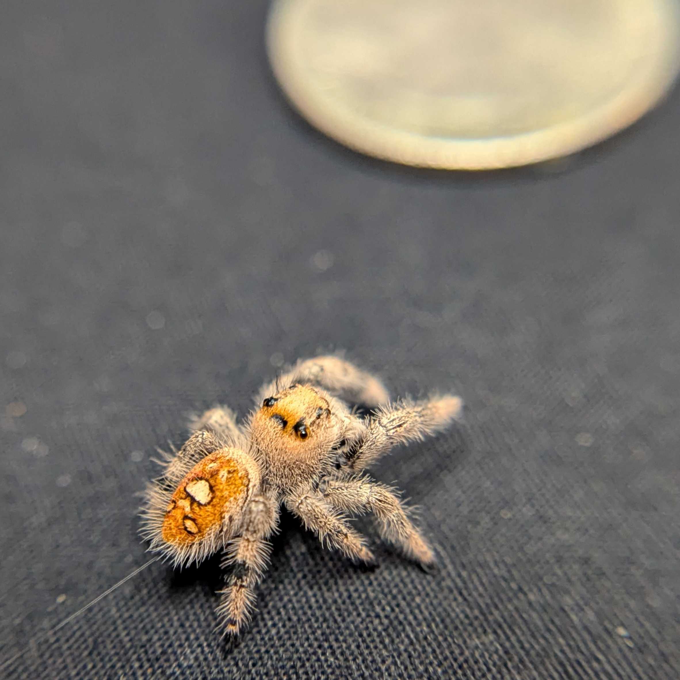 Regal Jumping Spider "Lucy”