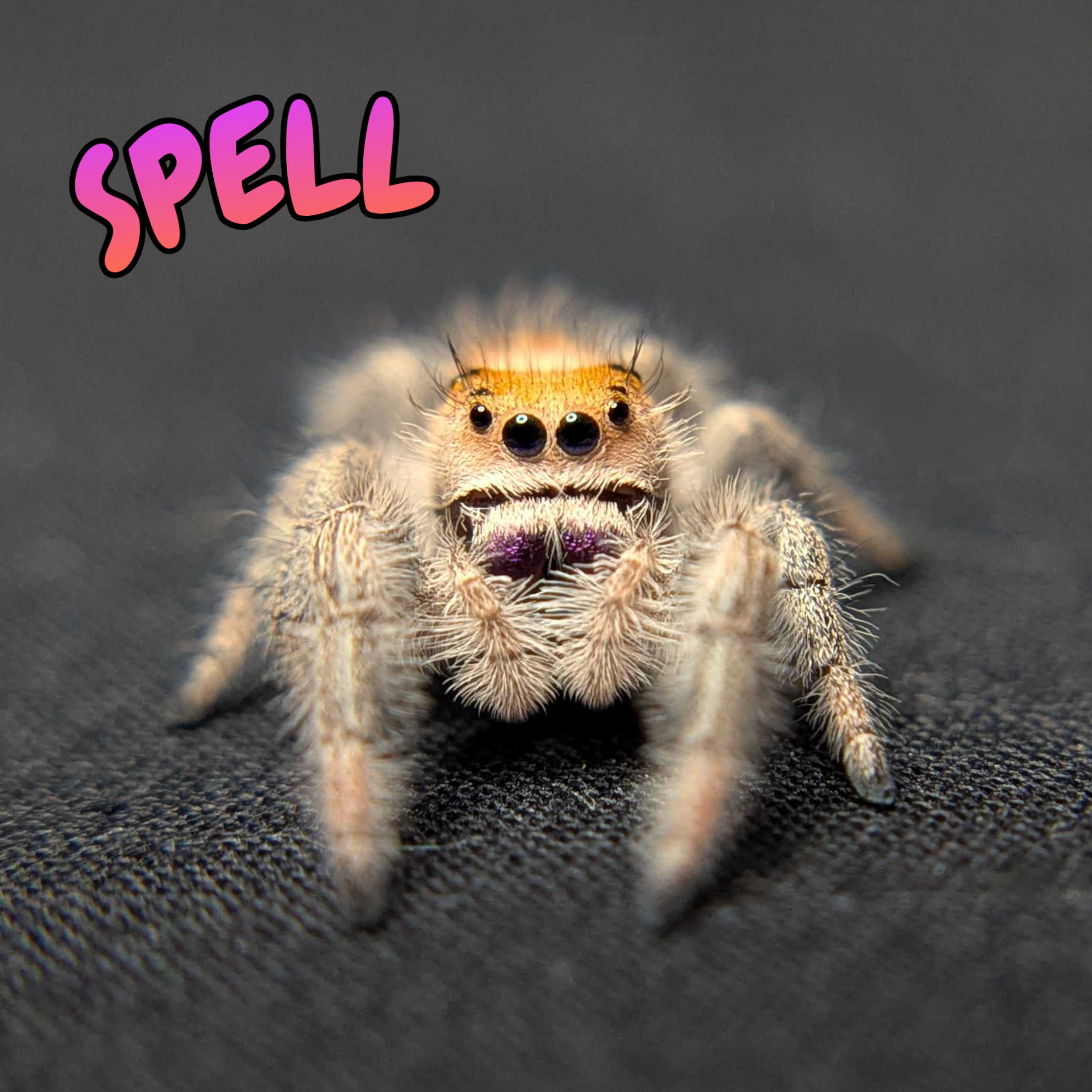 Regal Jumping Spider "Spell"
