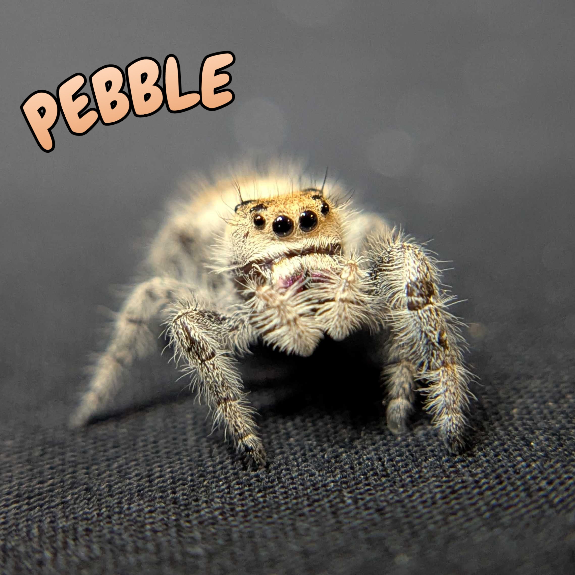 Regal Jumping Spider “Pebble”