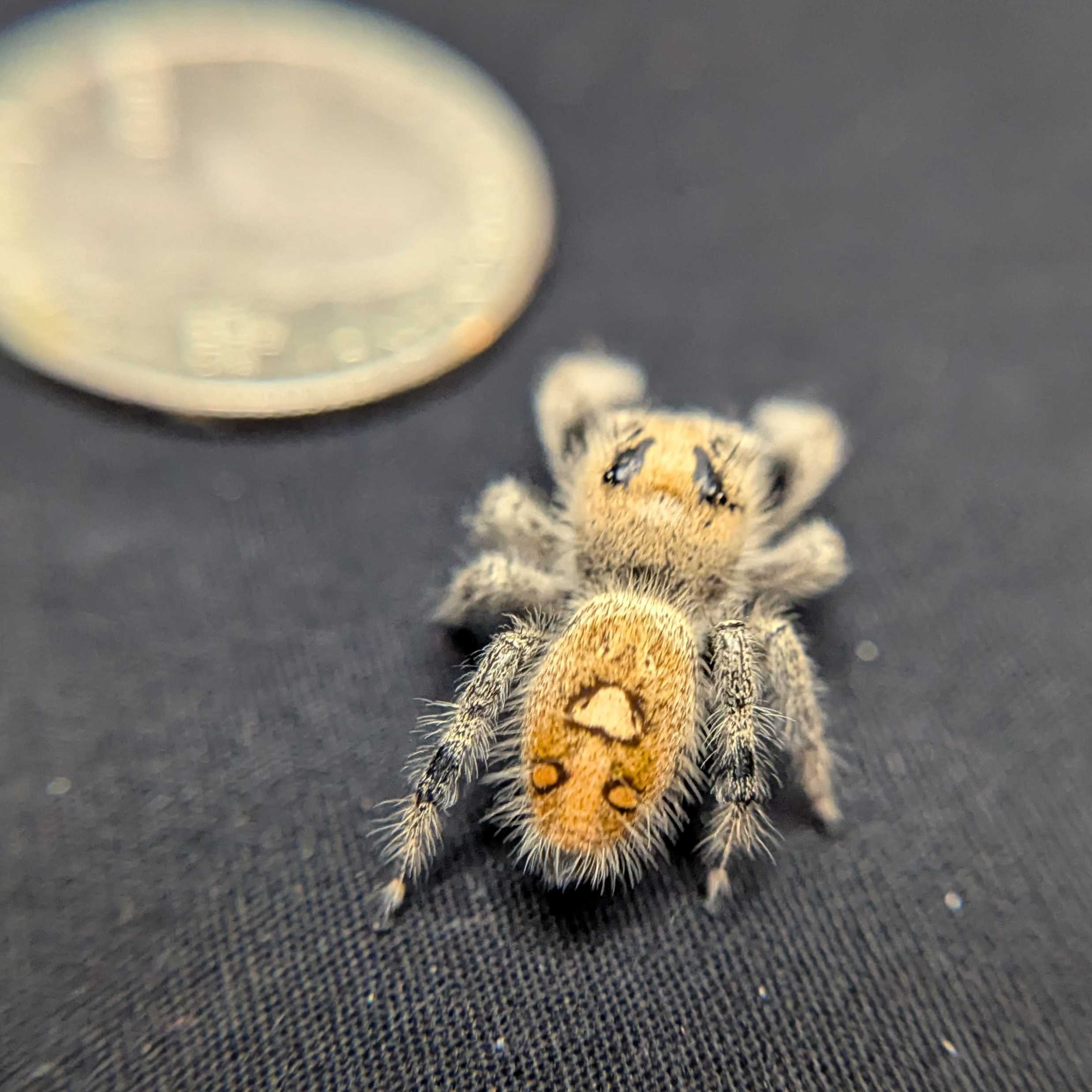 Regal Jumping Spider "Baguette"