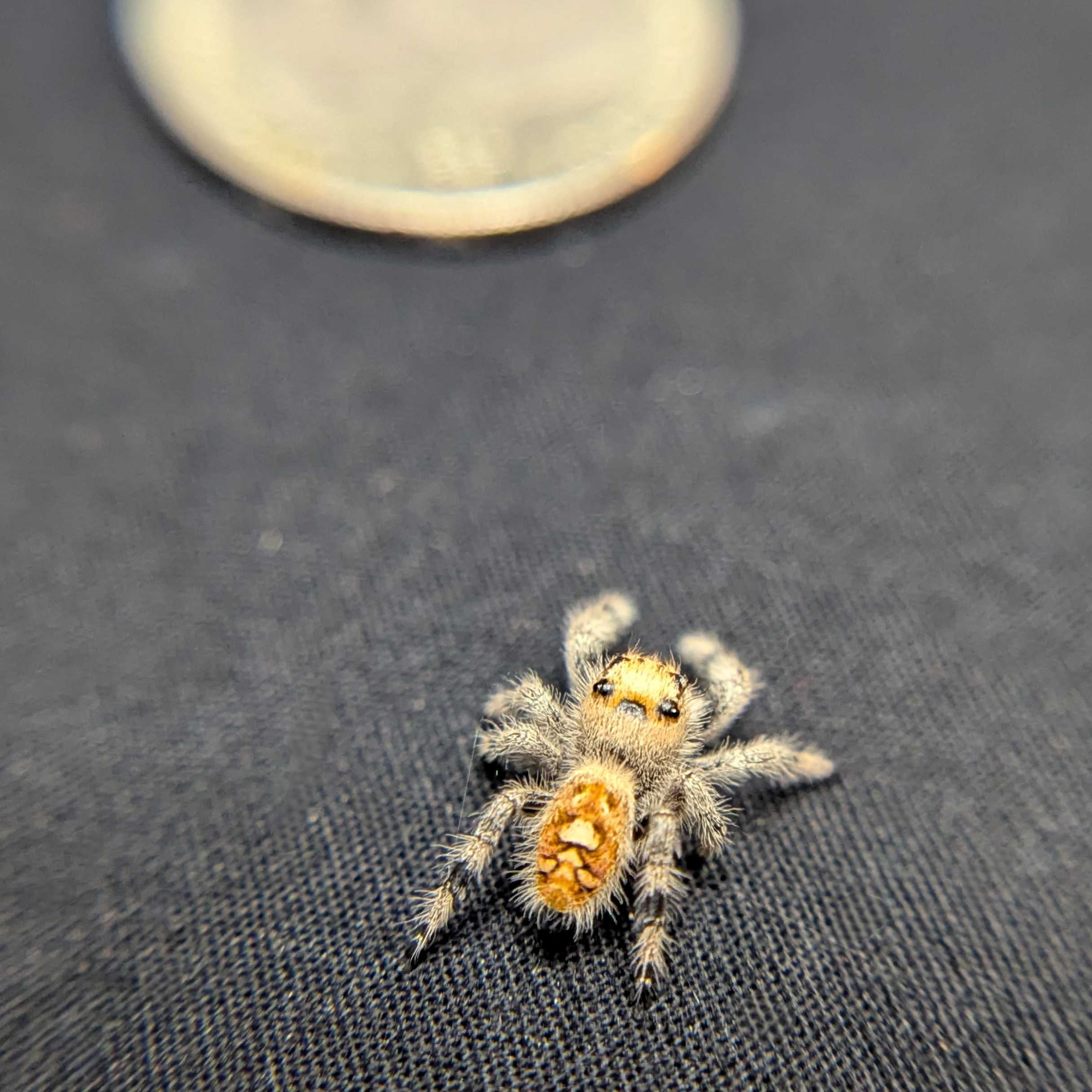 Regal Jumping Spider "Bell"