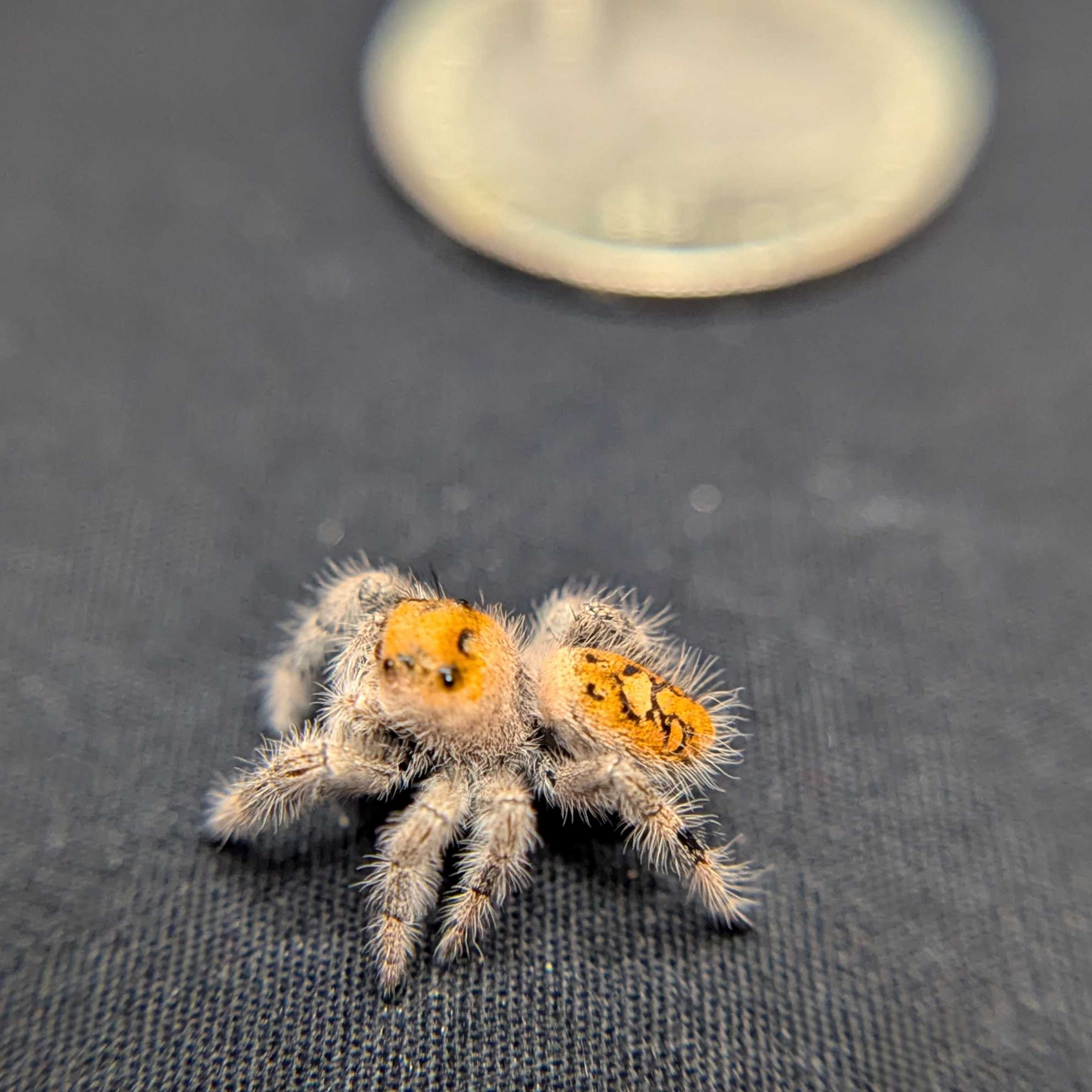 Regal Jumping Spider “Marigold”