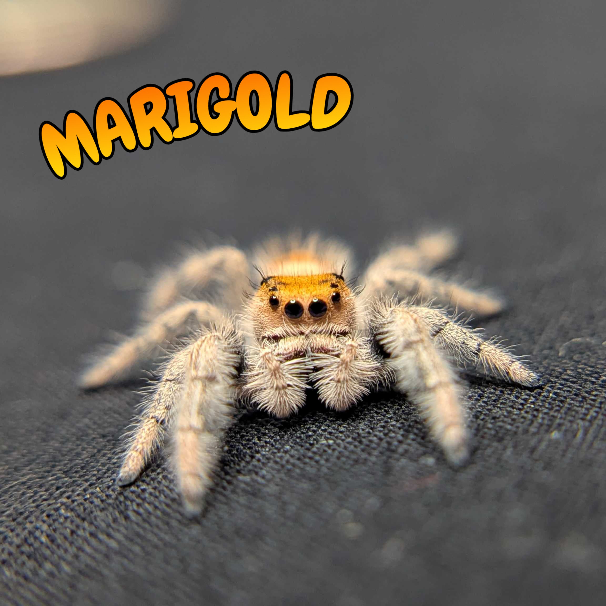 Regal Jumping Spider “Marigold”