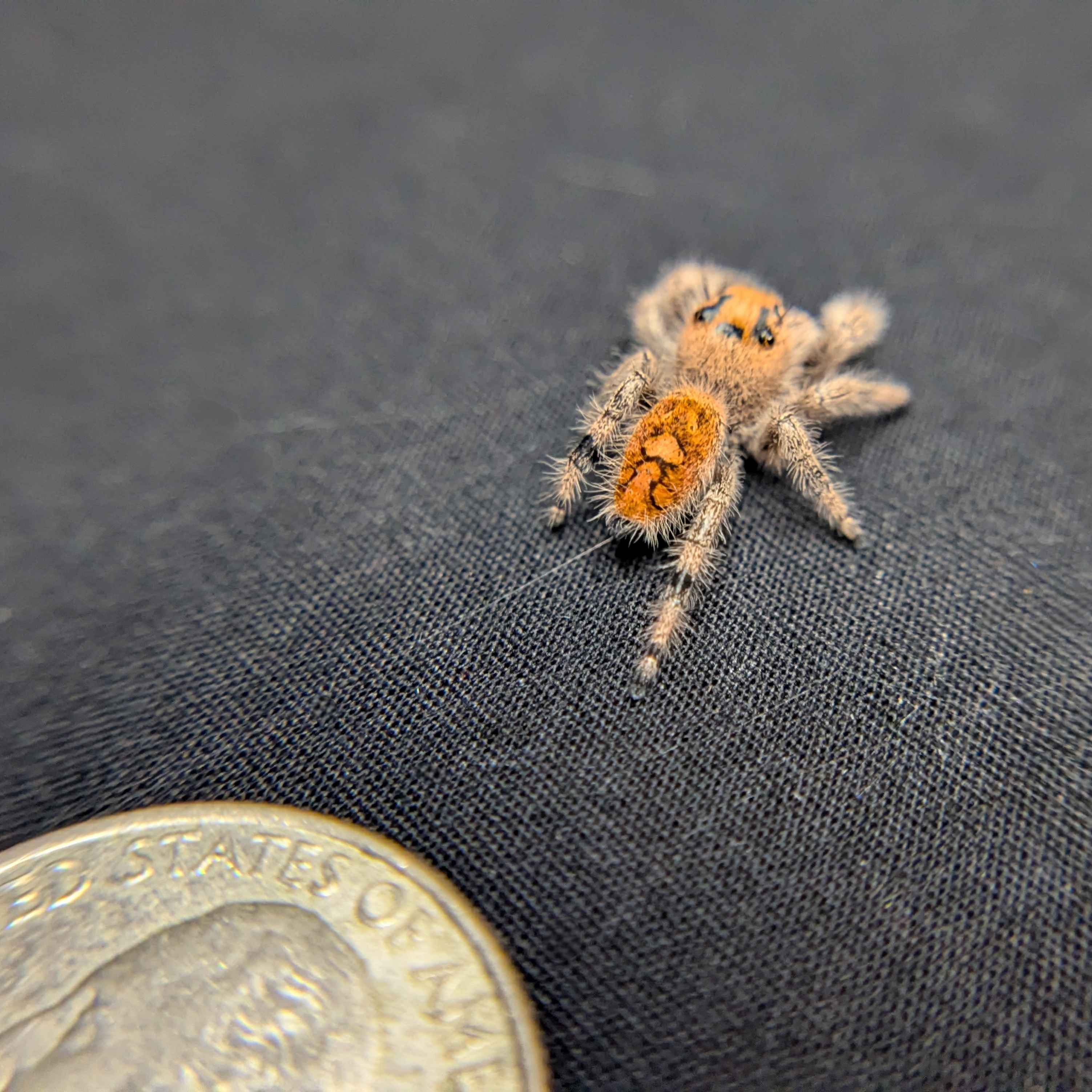 Regal Jumping Spider "Sugar Bomb"