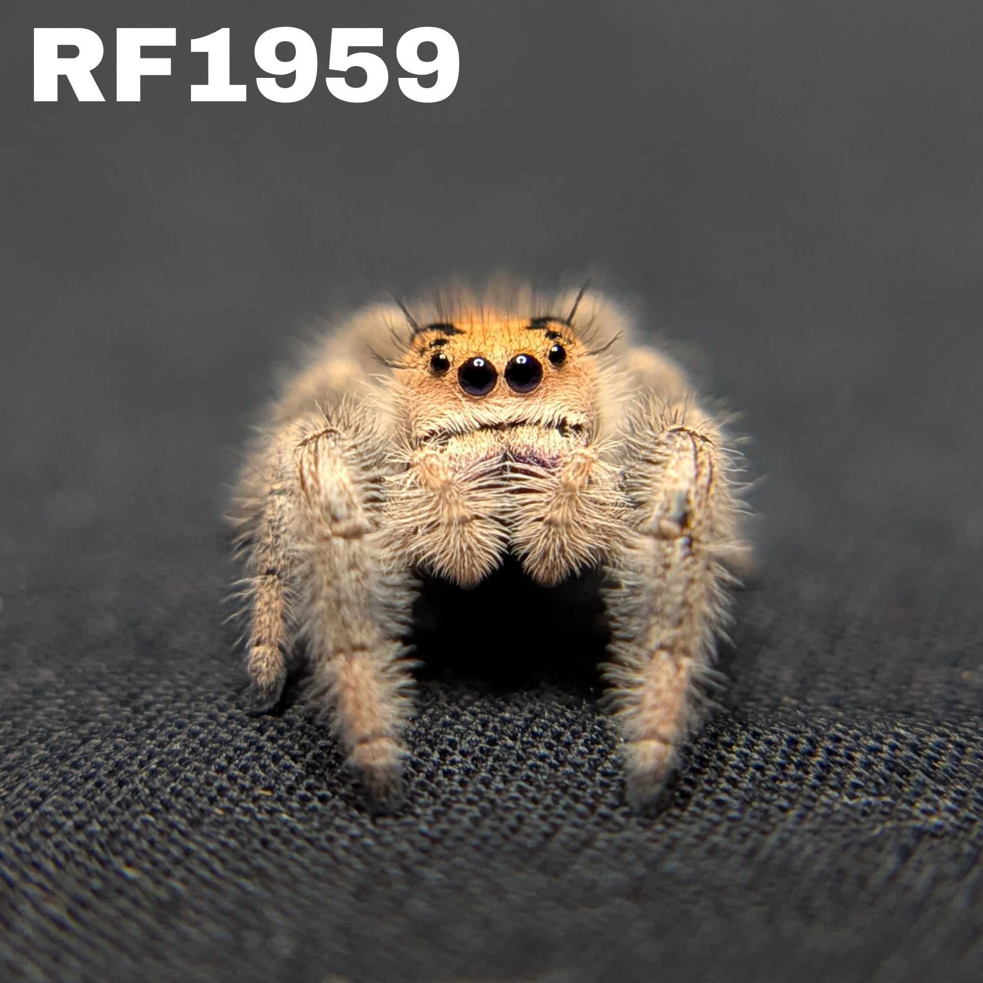 Regal Jumping Spider "Sugar Bomb"
