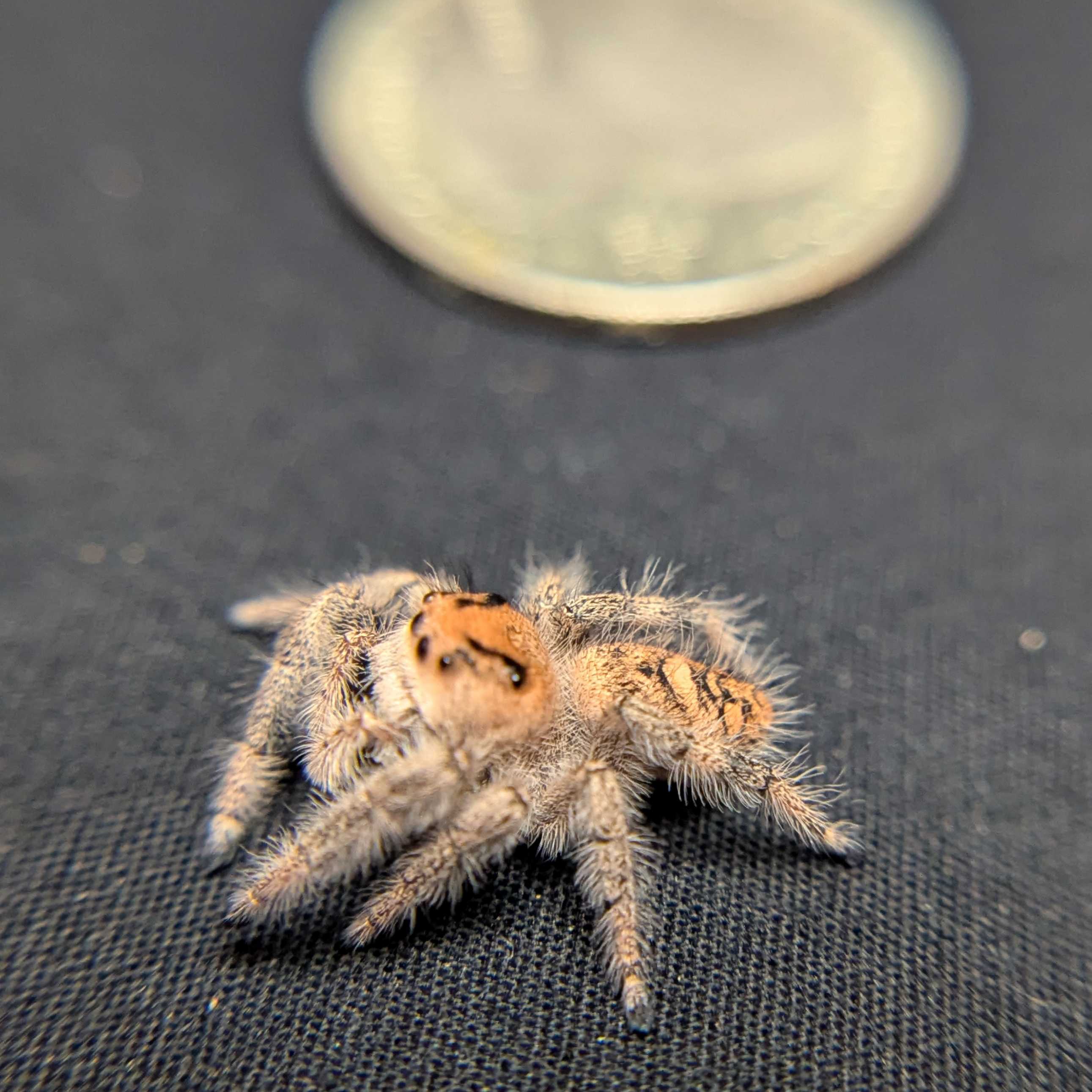Regal Jumping Spider "Blush"