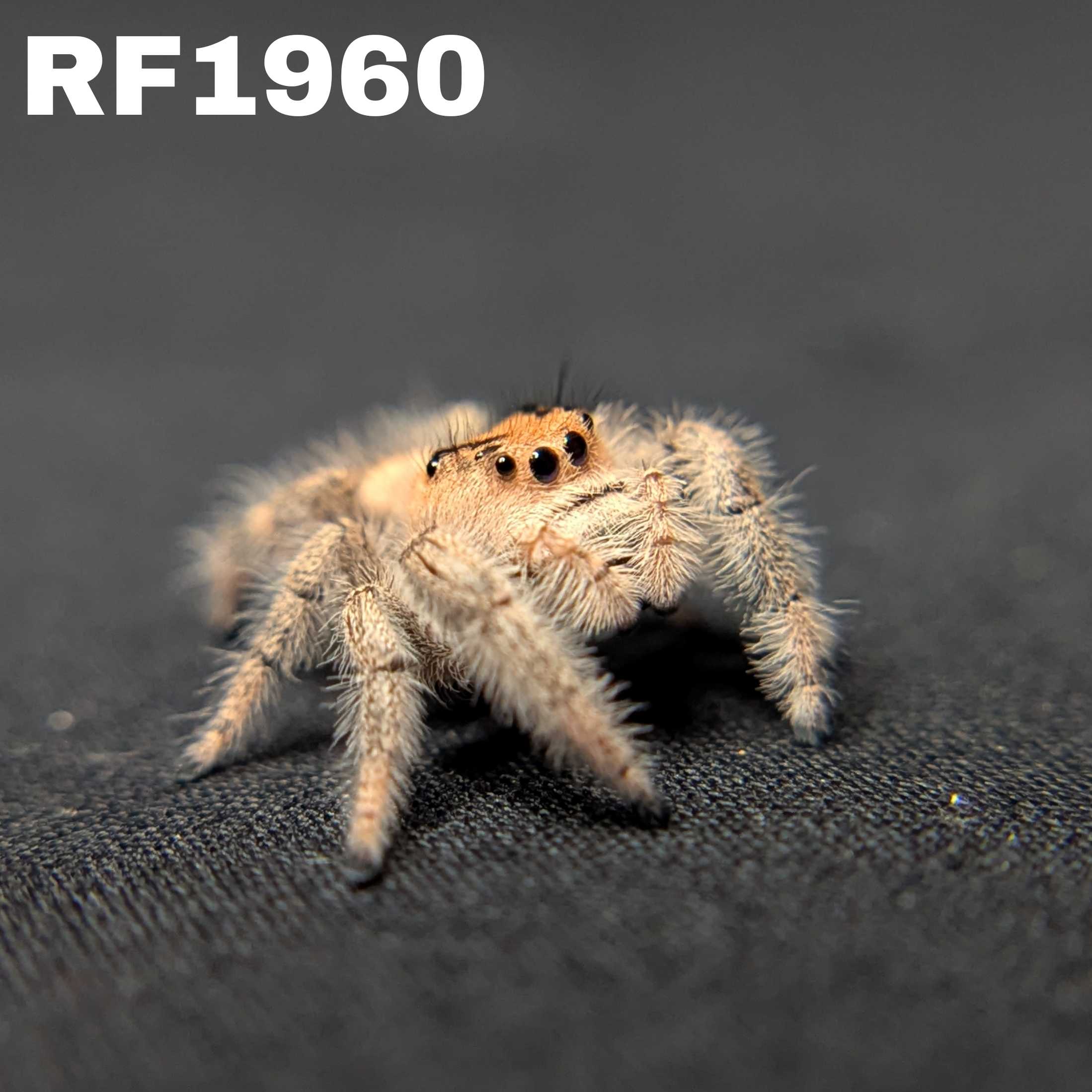 Regal Jumping Spider "Blush"