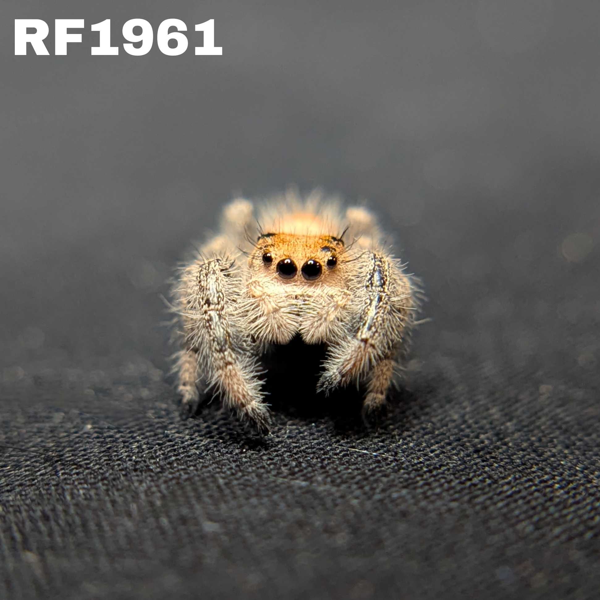 Regal Jumping Spider "Halo"