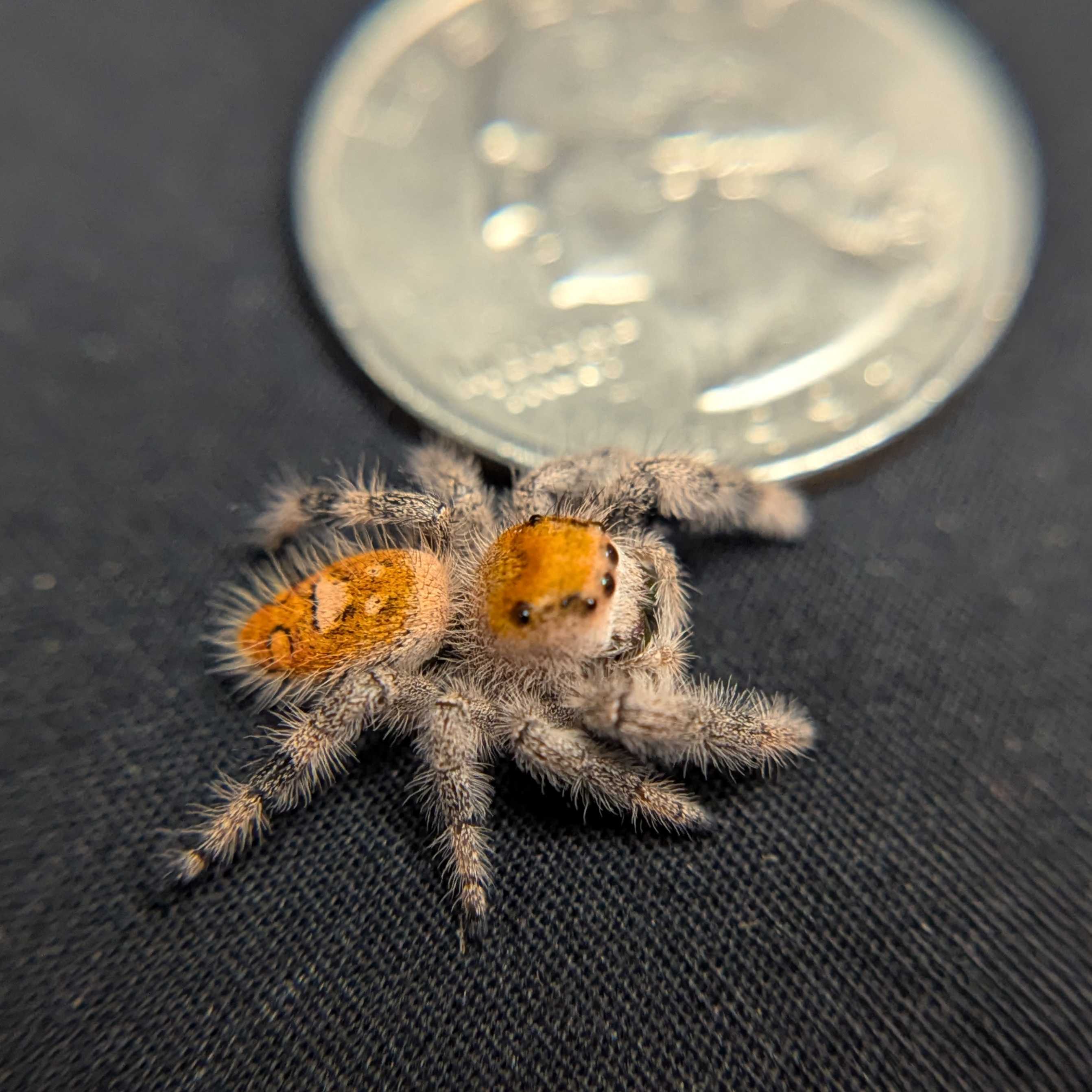 Regal Jumping Spider “Magma”