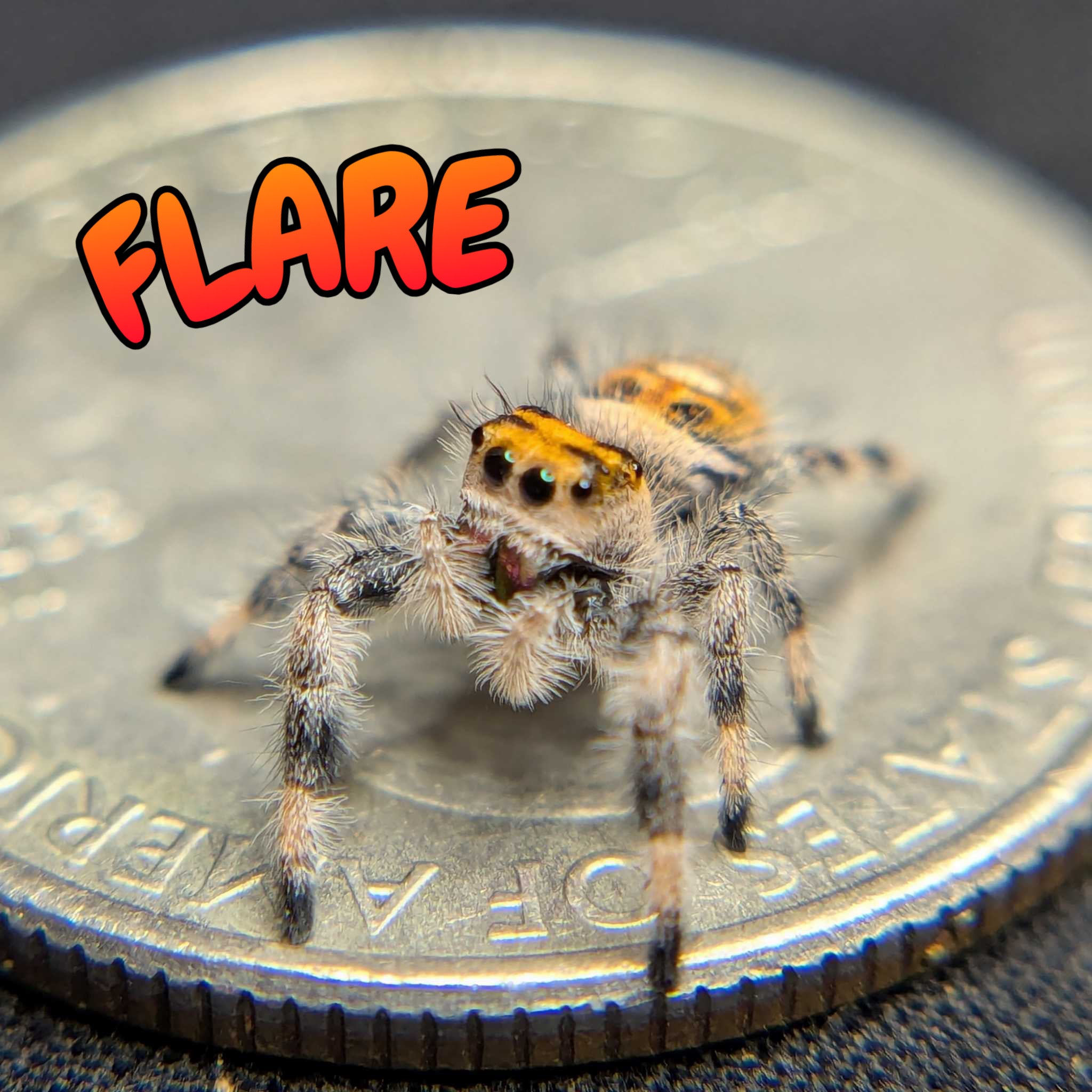 Regal Jumping Spider "Flare"