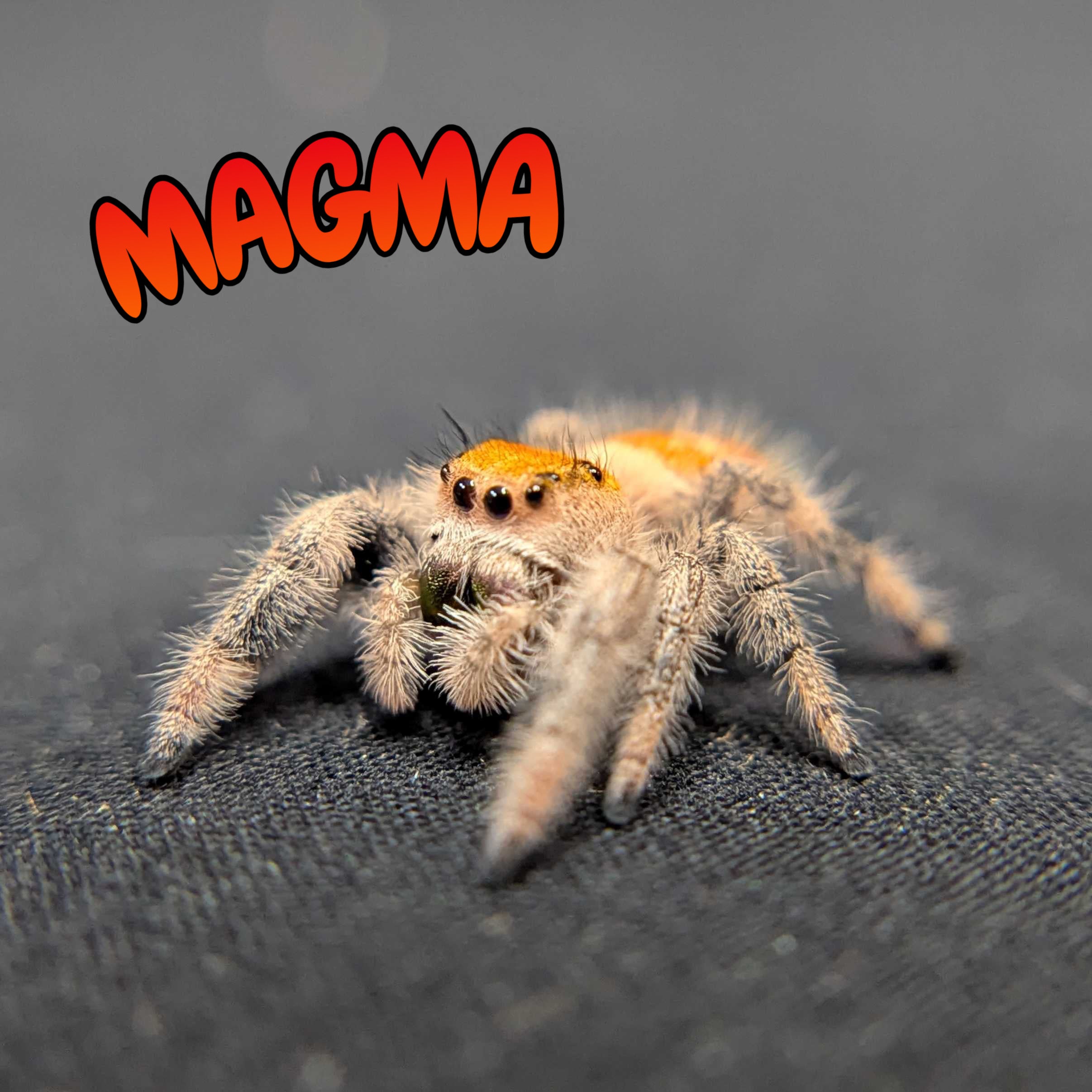 Regal Jumping Spider “Magma”