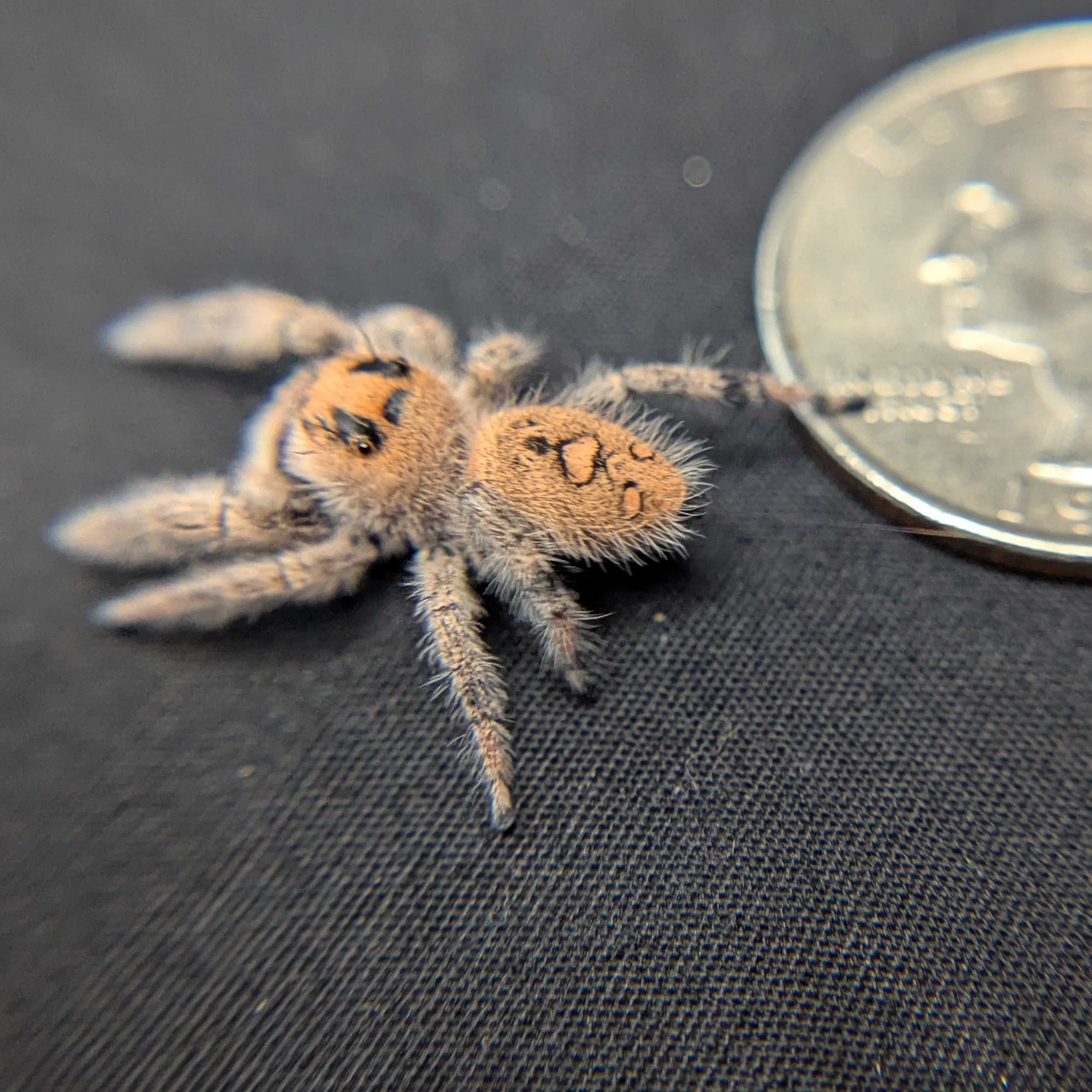 Regal Jumping Spider “Camellia”