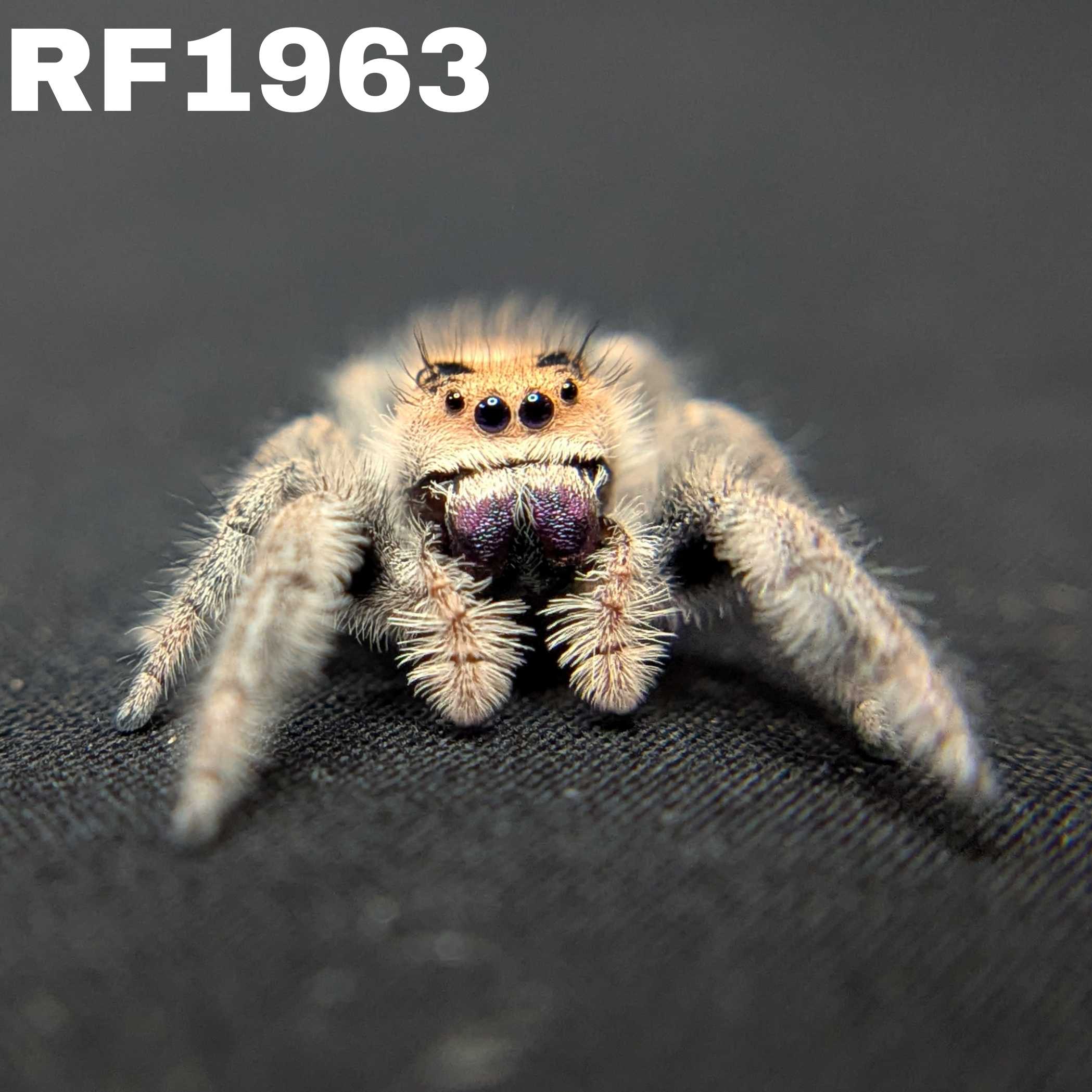 Regal Jumping Spider “Camellia”