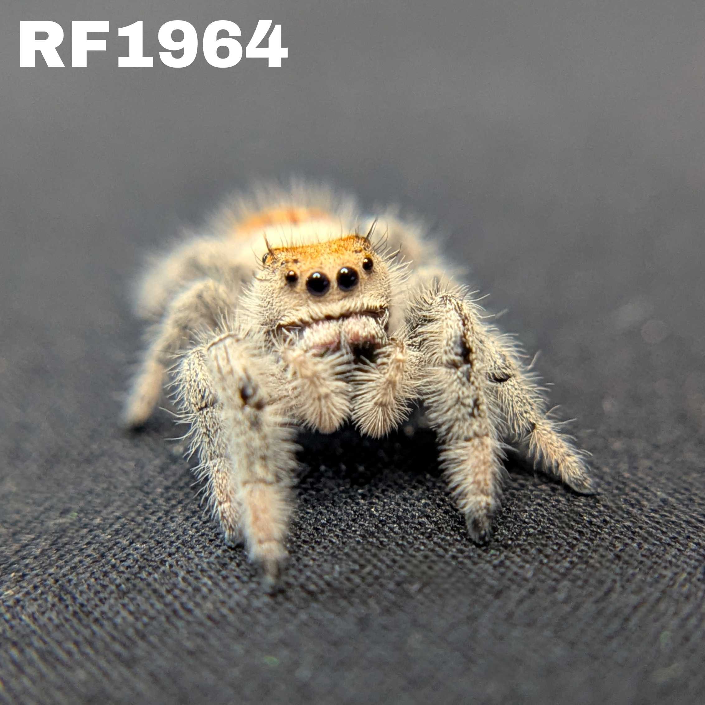 Regal Jumping Spider "Squash"