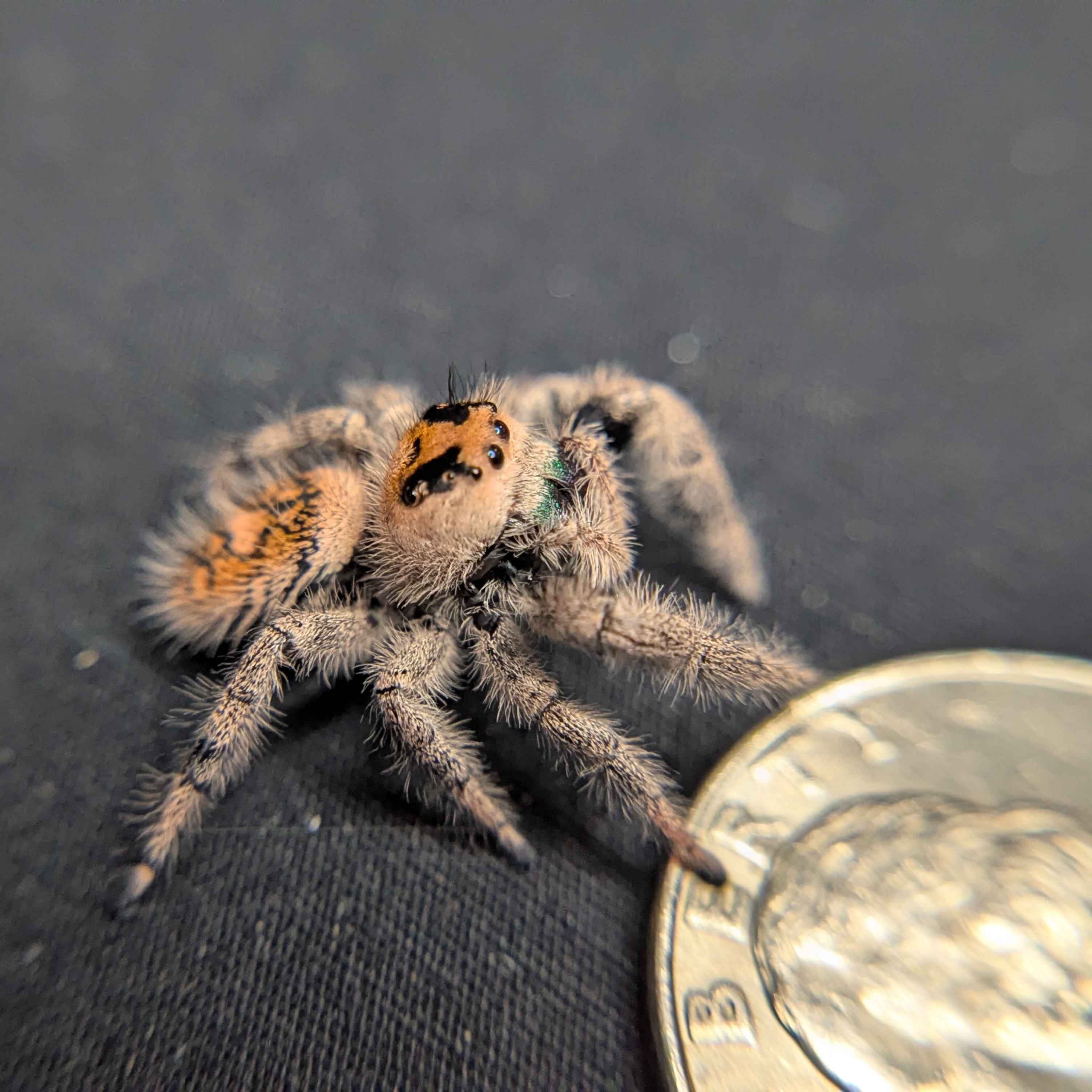 Regal Jumping Spider “Mulberry Pie”