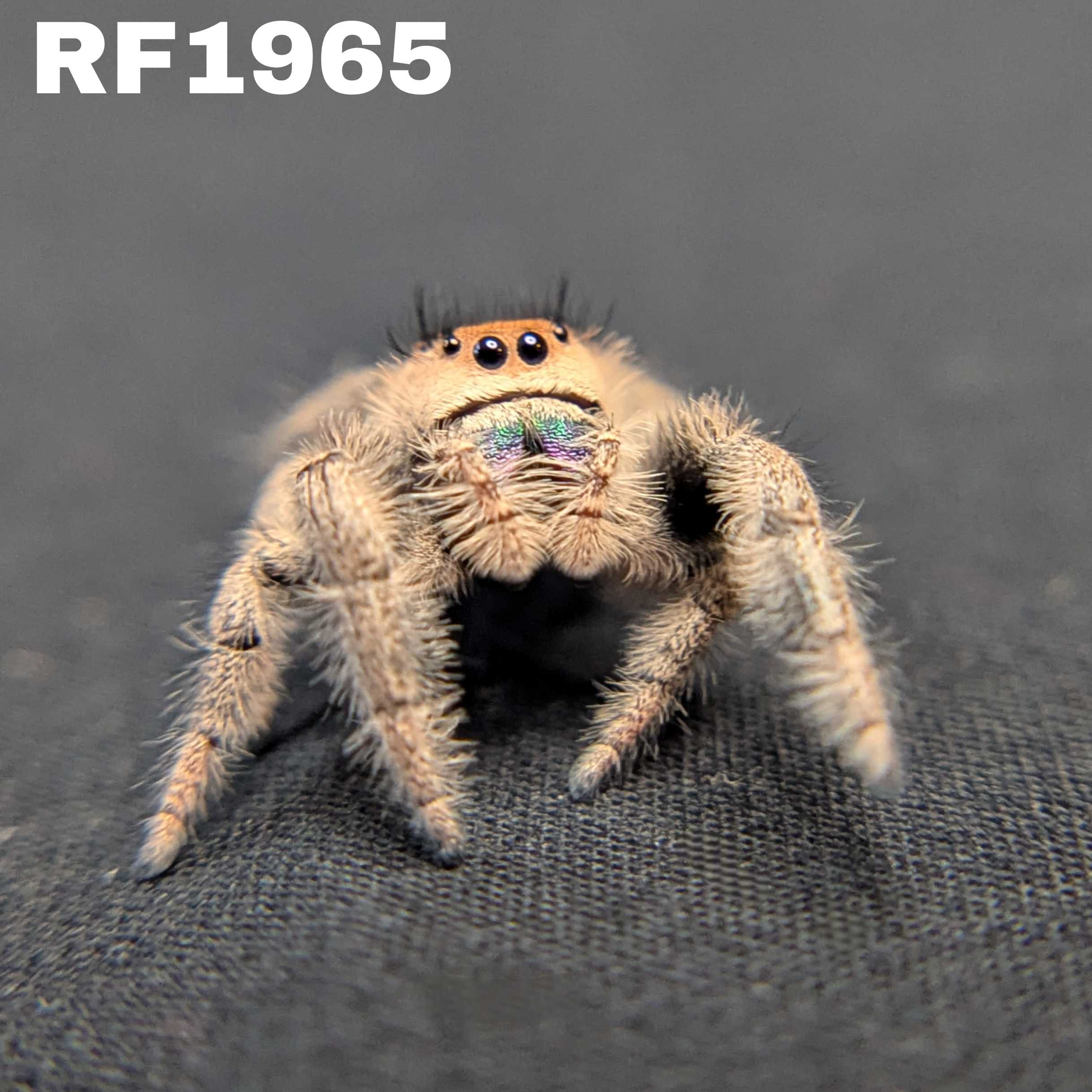 Regal Jumping Spider “Mulberry Pie”