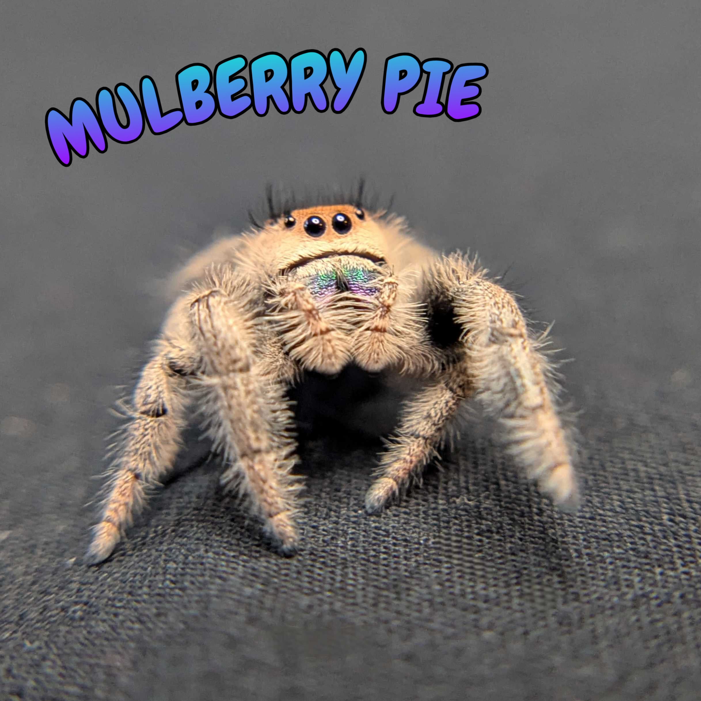 Regal Jumping Spider “Mulberry Pie”