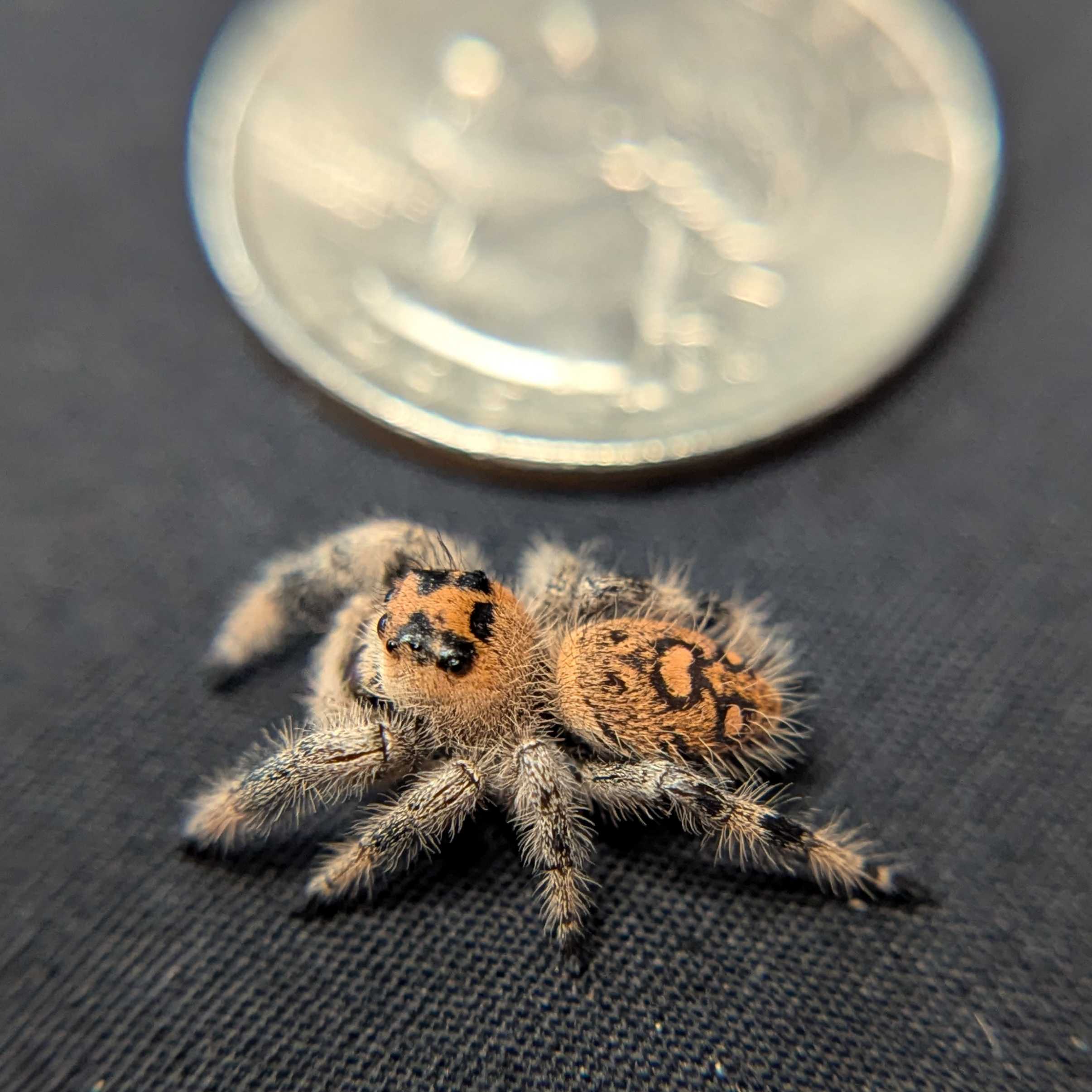 Regal Jumping Spider "Coffee"