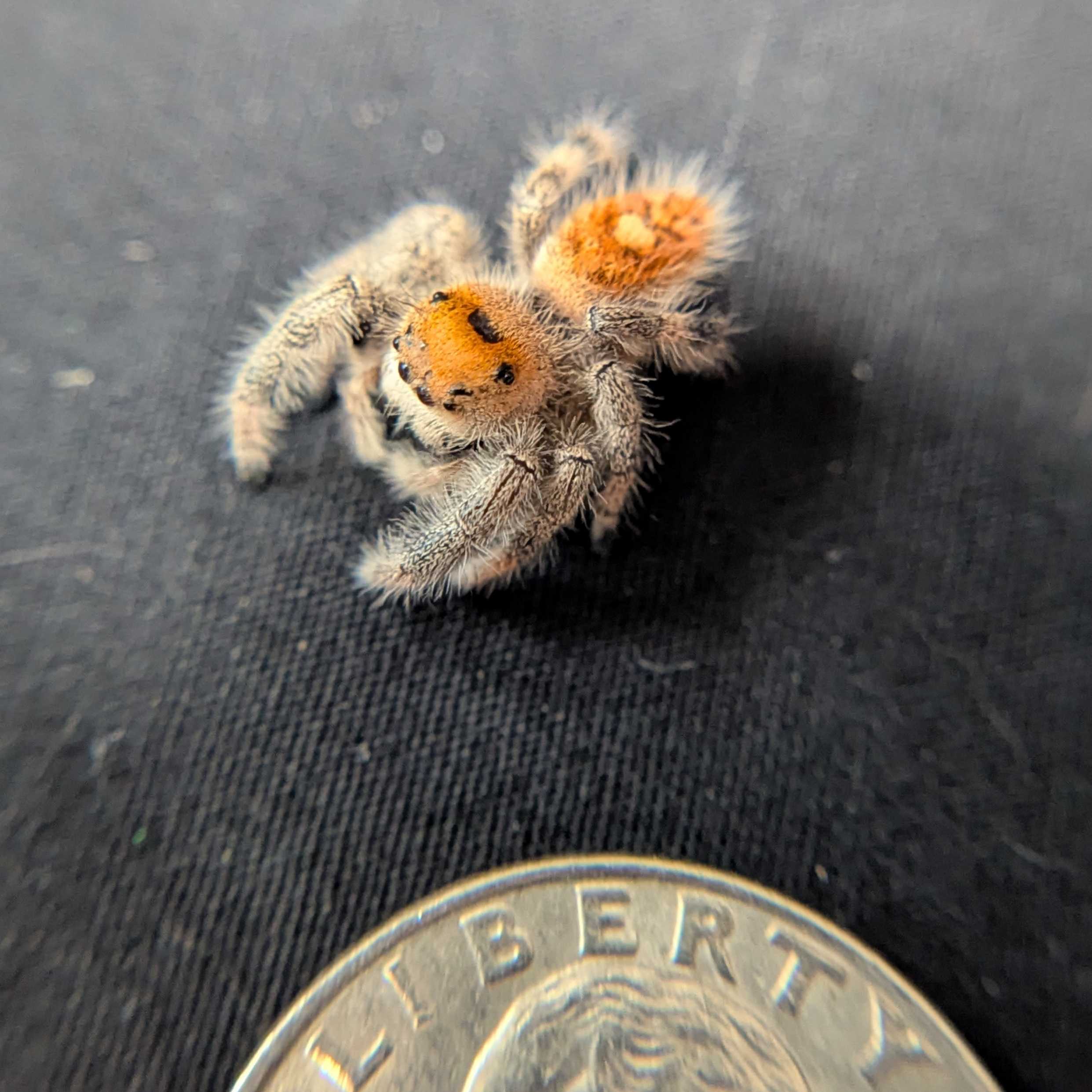 Regal Jumping Spider "Clover"