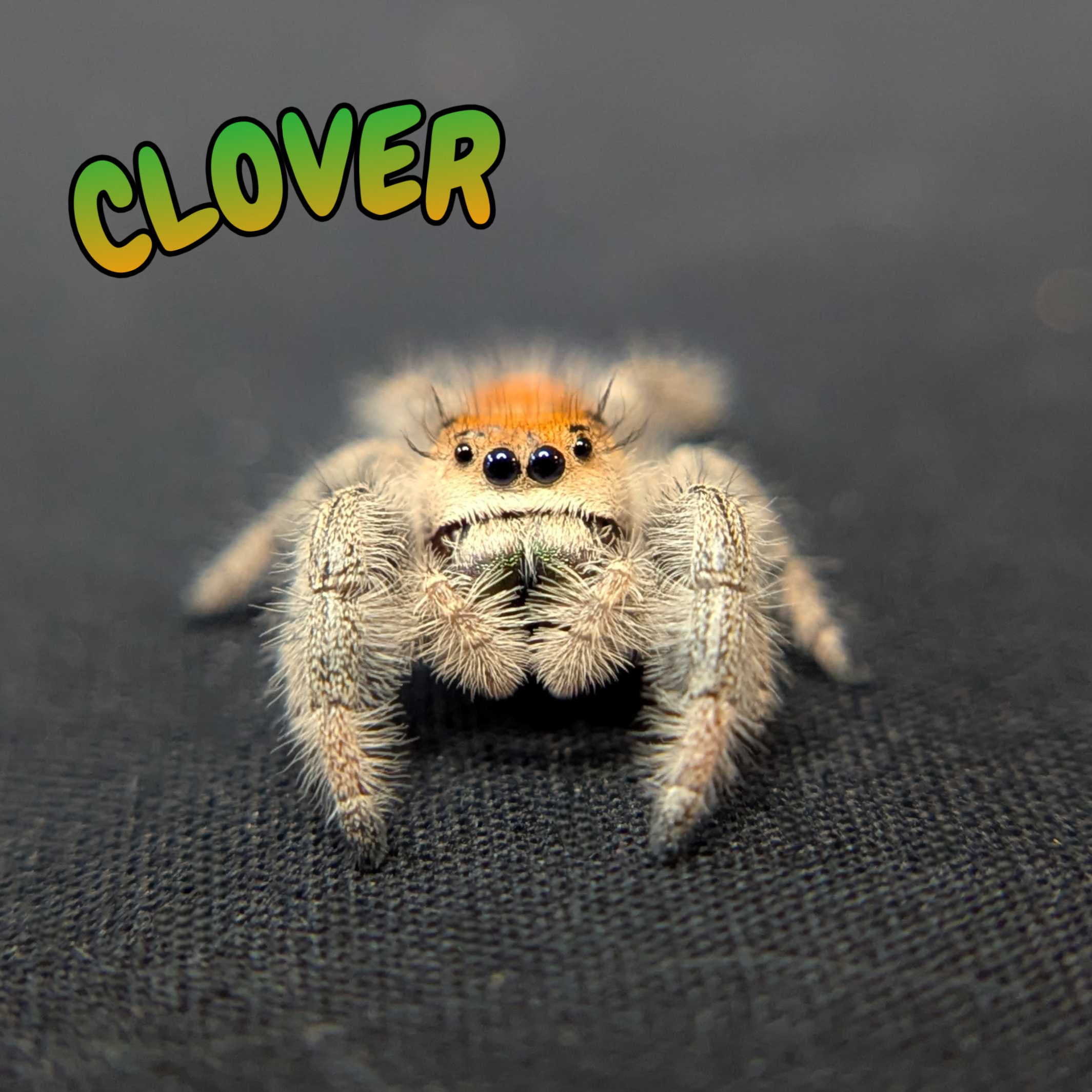 Regal Jumping Spider "Clover"
