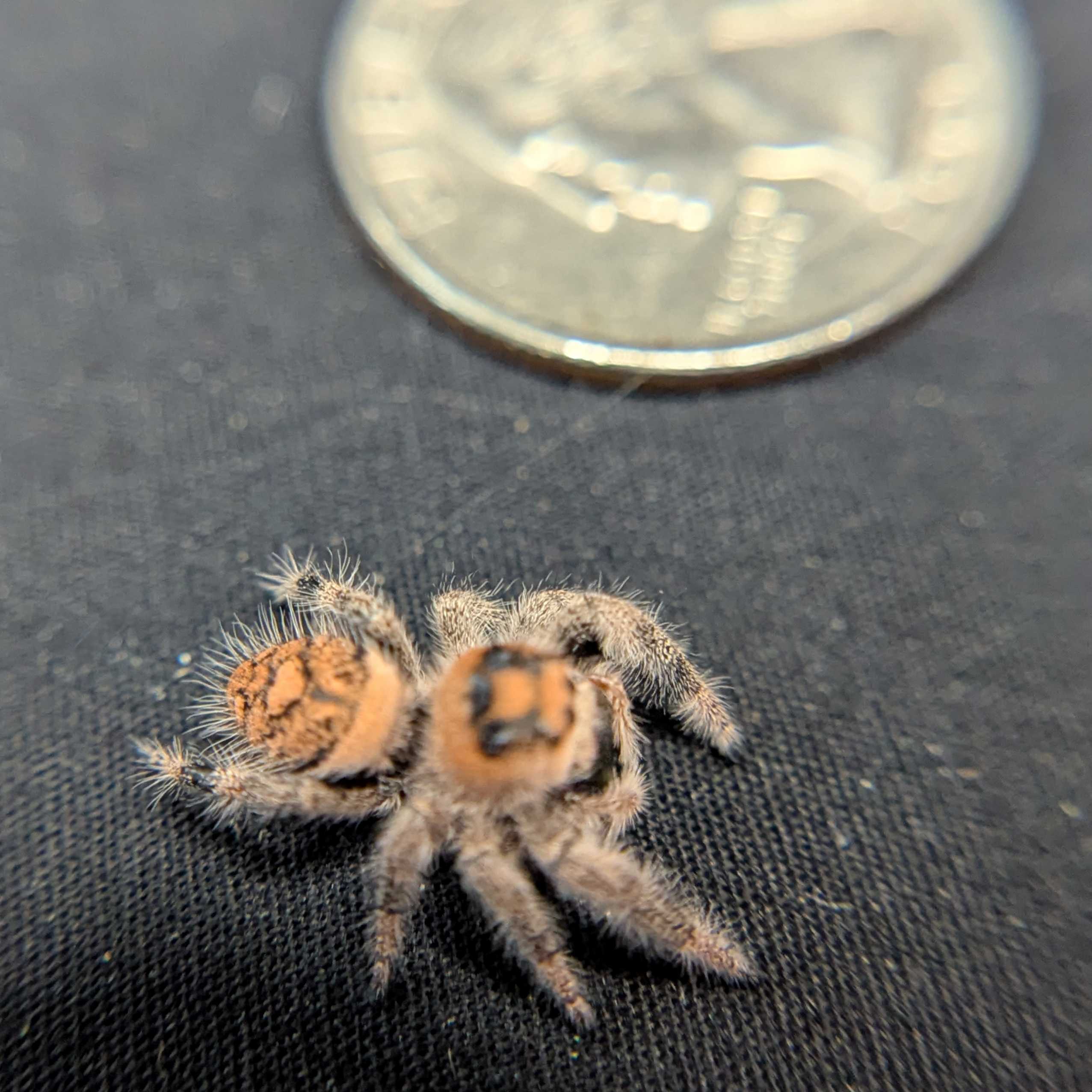 Regal Jumping Spider "Pecan"