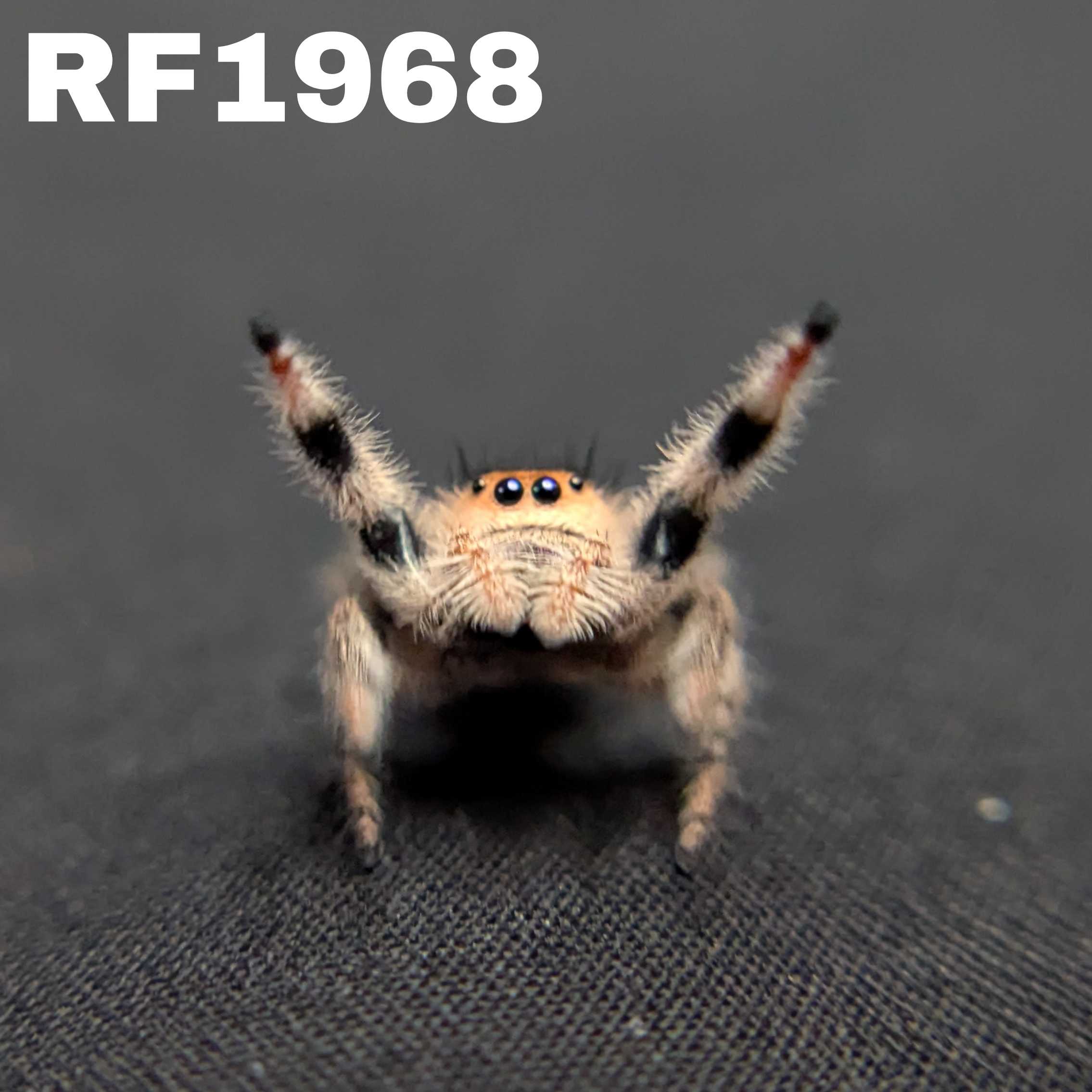Regal Jumping Spider "Pecan"